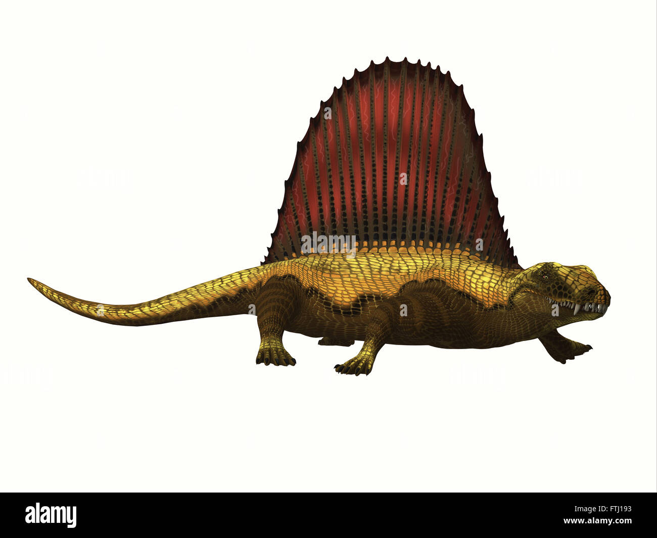Dimetrodon era un mammifero-come sailback rettile che ha vissuto nel periodo di età permiana del Nord America e dell'Europa. Foto Stock