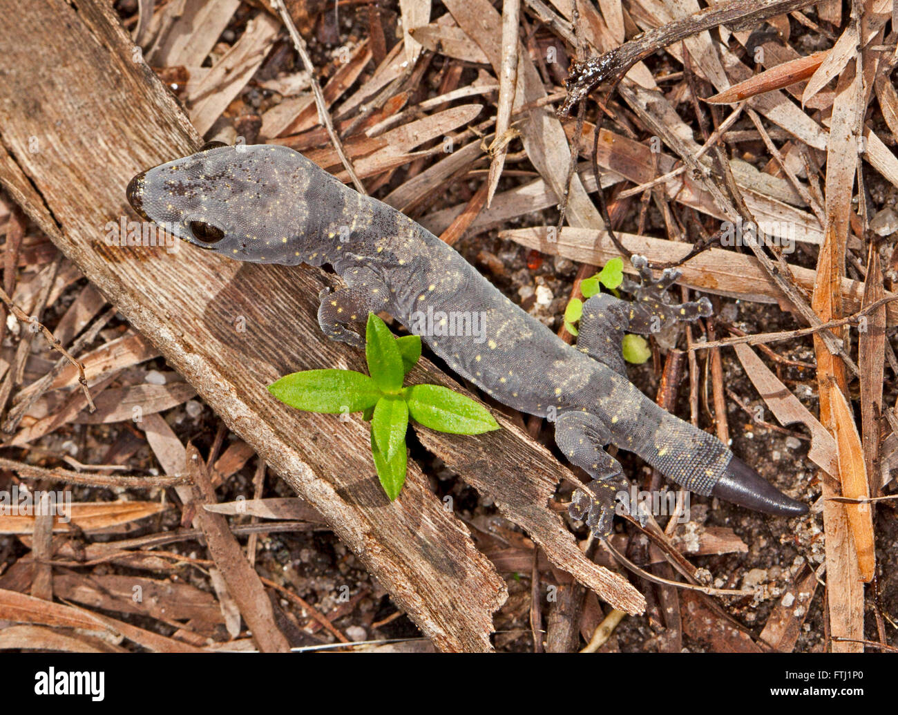 Bella giovane australiano gecko con grigio corpo modellato & nuova ricrescita di coda dopo il danno - tra caduta foglie in giardino Foto Stock