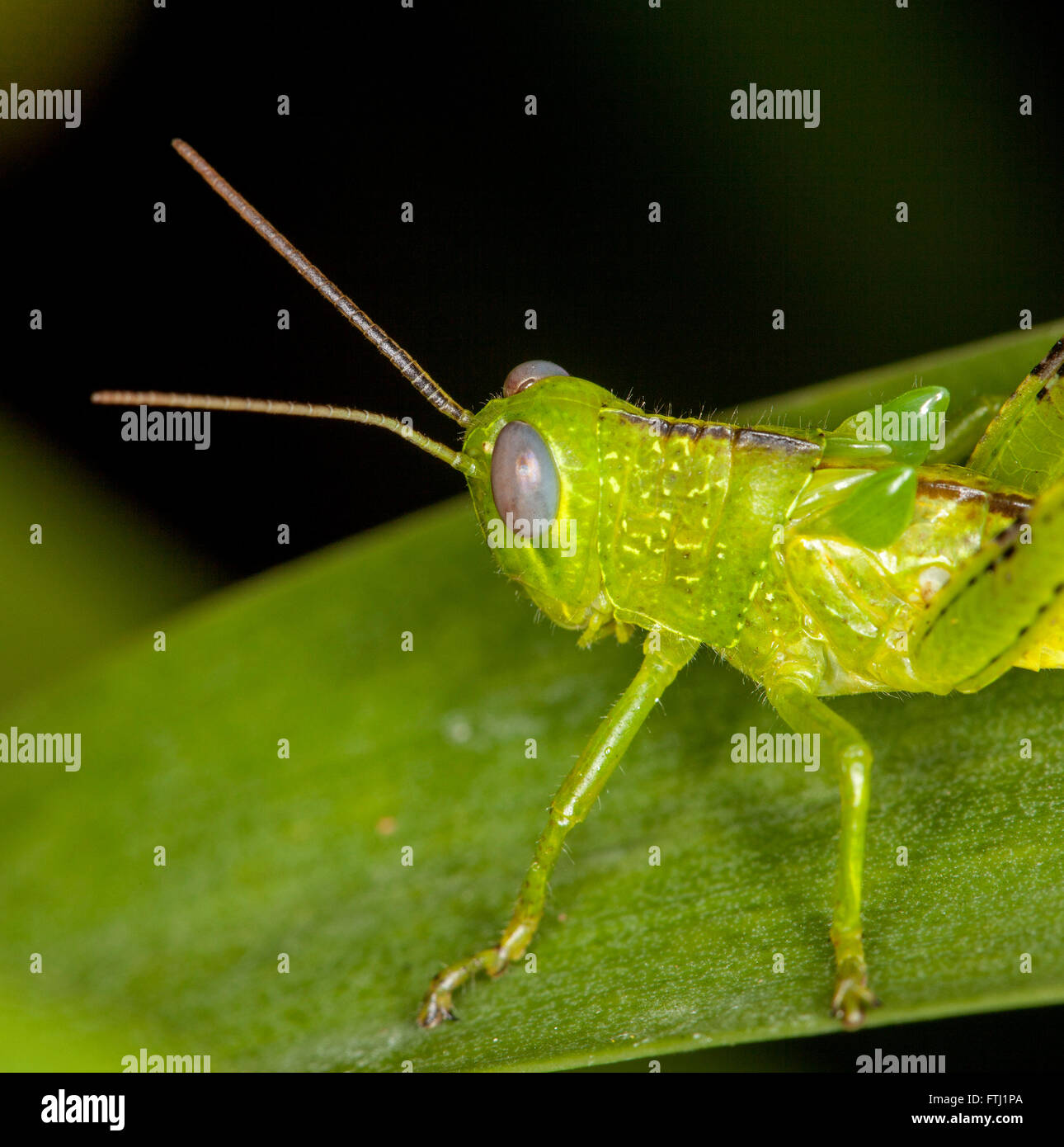 In prossimità della parte anteriore del verde vivace giovane grasshopper con occhi enormi, parafango gemme, spinosa e gambe lunghe antenne, a foglia verde contro dk sfondo Foto Stock