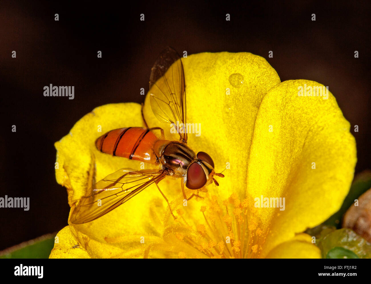 Splendide immagine macro di black-nastrare hover fly Episyrphus specie con grandi occhi, sul luminoso fiore giallo su sfondo scuro Foto Stock