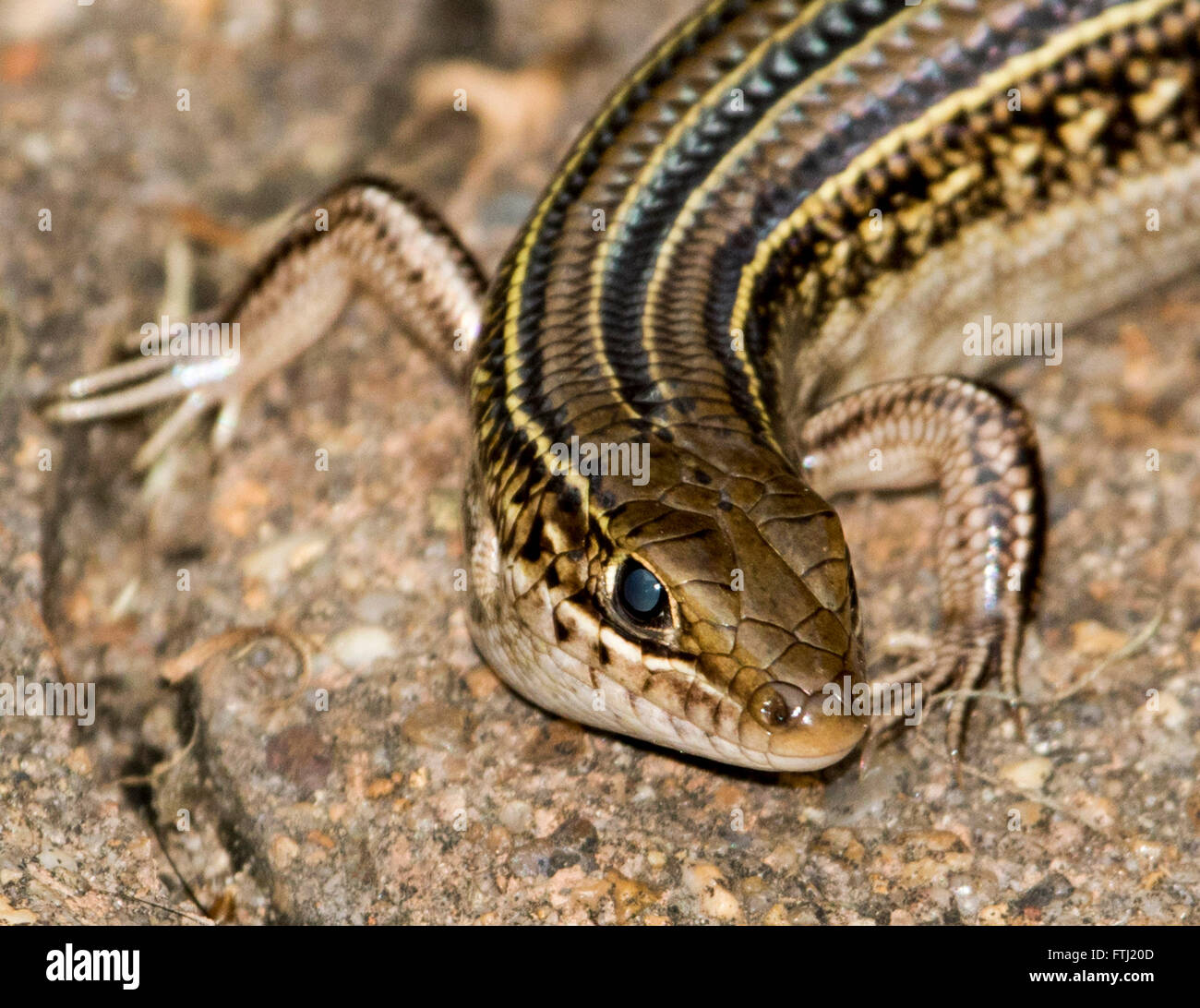 Immagine macro di testa, occhi e zampe anteriori di minuscoli Australian skink, specie Ctenotus con effetto decorativo marrone, nero e strisce color crema Foto Stock