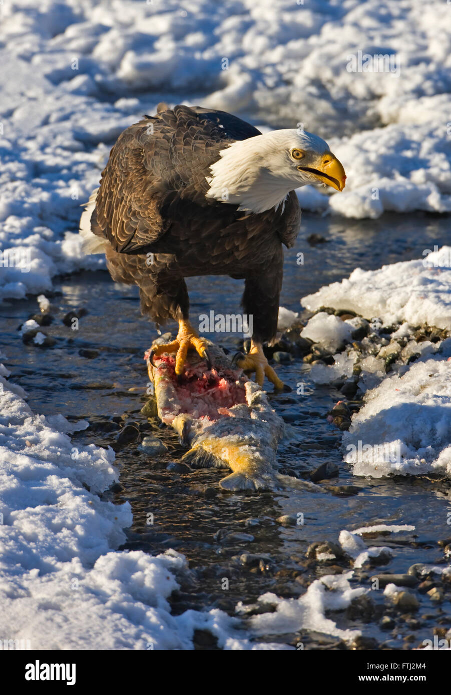 Aquila calva mangiare salmone sulla neve, Alaska, STATI UNITI D'AMERICA Foto Stock