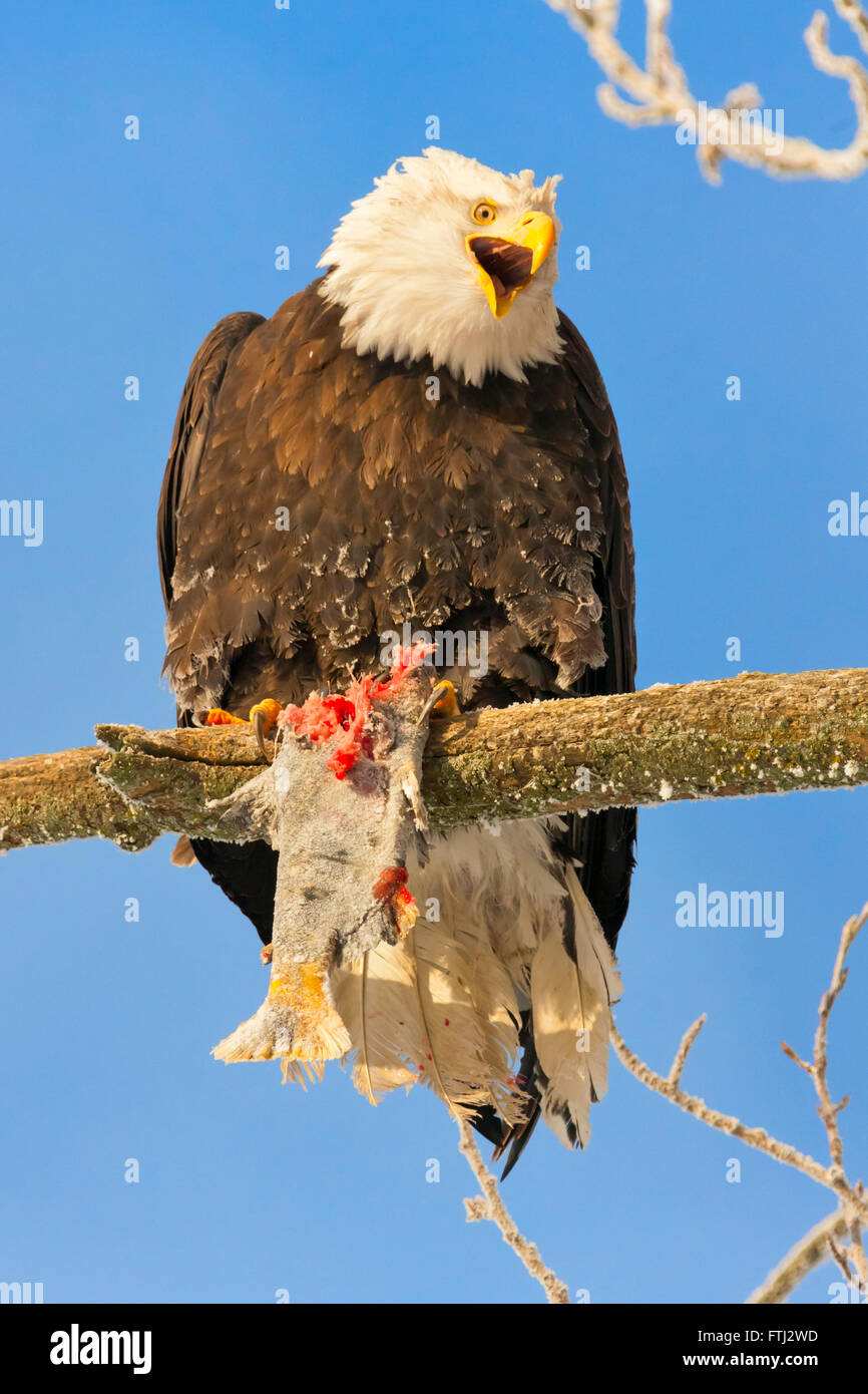 Aquila calva mangiare prede sul ramo di un albero coperto di neve, Alaska, STATI UNITI D'AMERICA Foto Stock