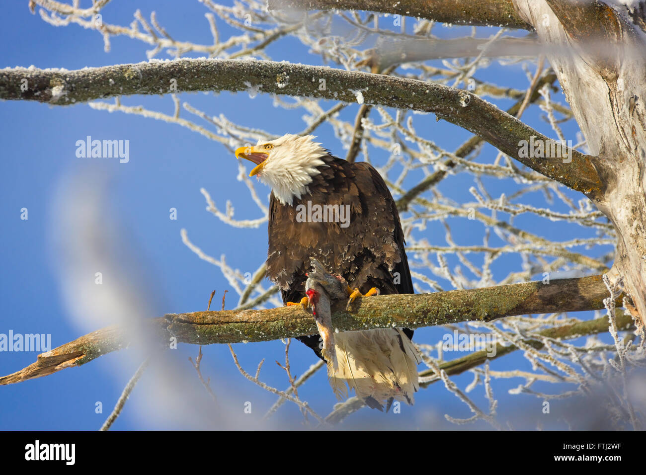 Aquila calva mangiare prede sul ramo di un albero coperto di neve, Alaska, STATI UNITI D'AMERICA Foto Stock