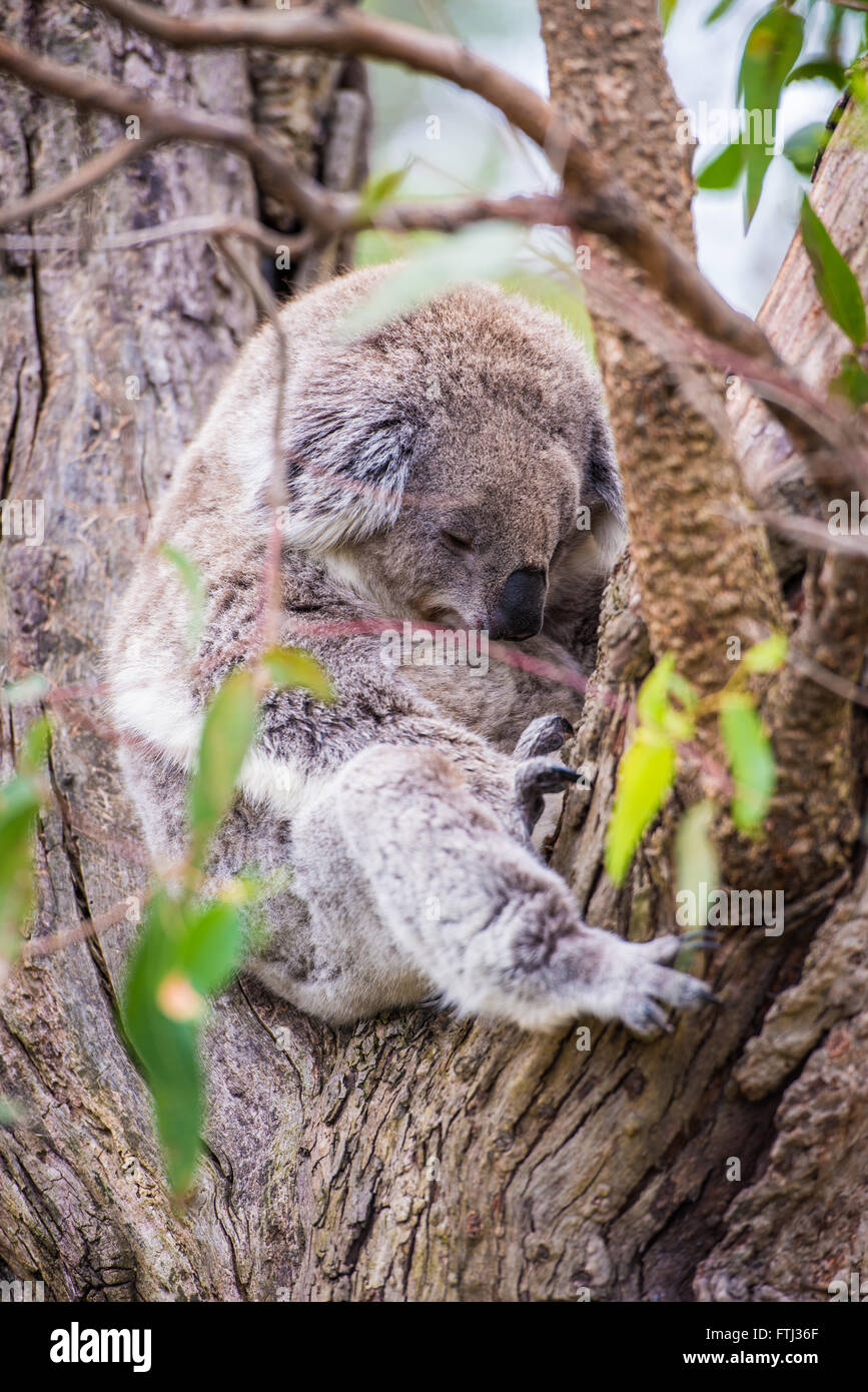 Chiusura del koala al santuario in Australia Foto Stock