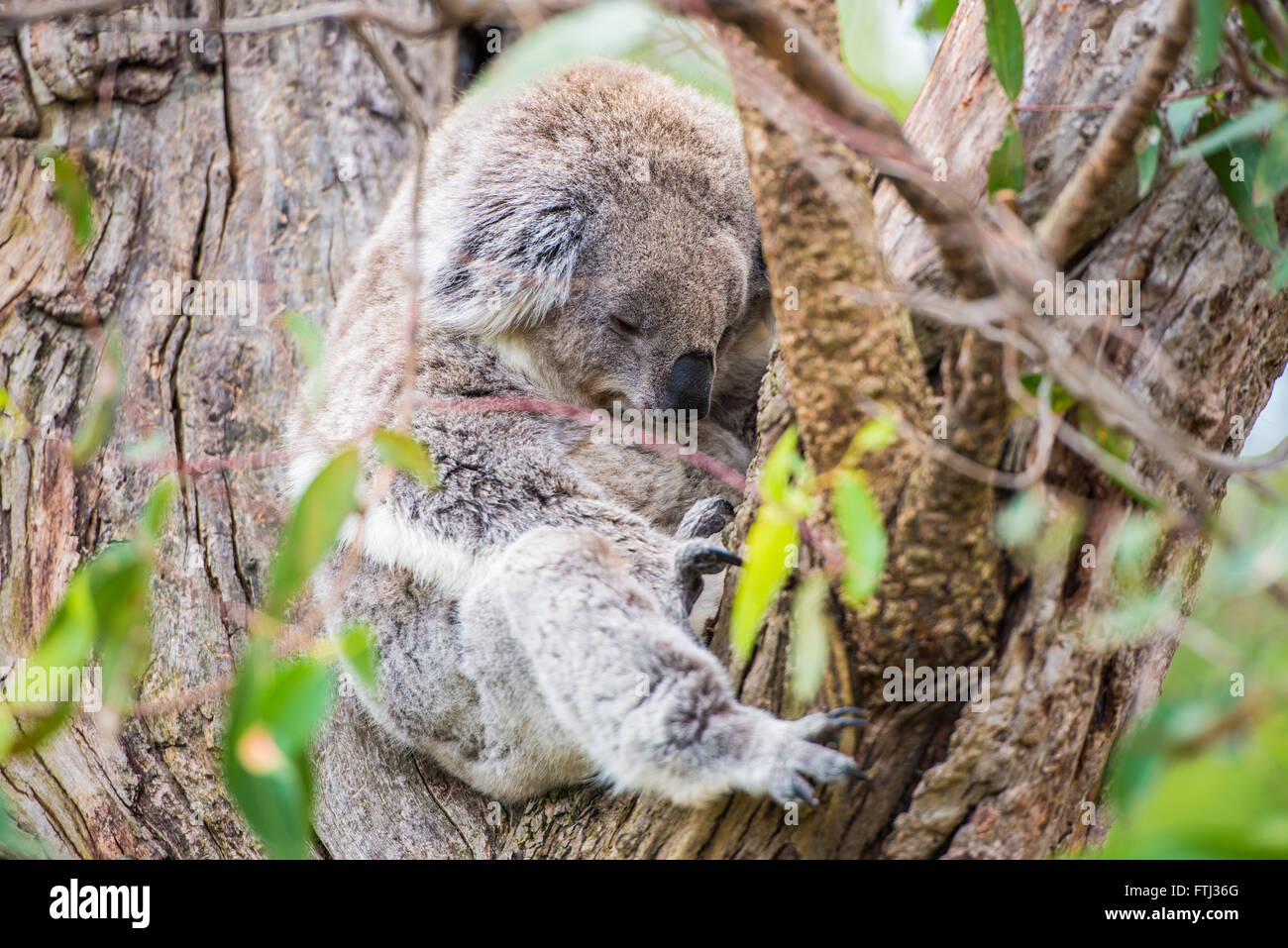 Chiusura del koala al santuario in Australia Foto Stock