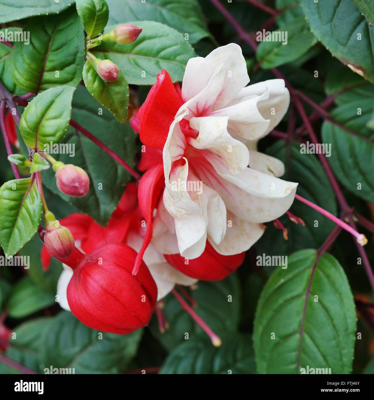 Appendere fuchsia fiori in bianco e rosa Foto Stock