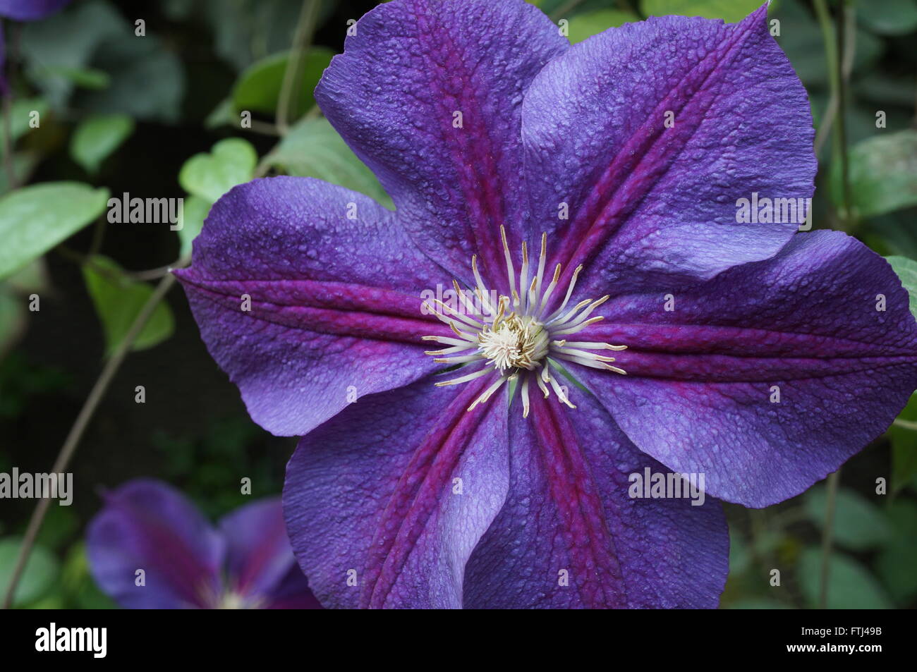 Viola blu singolo clematis fiore con sei petali sulla vite Foto Stock
