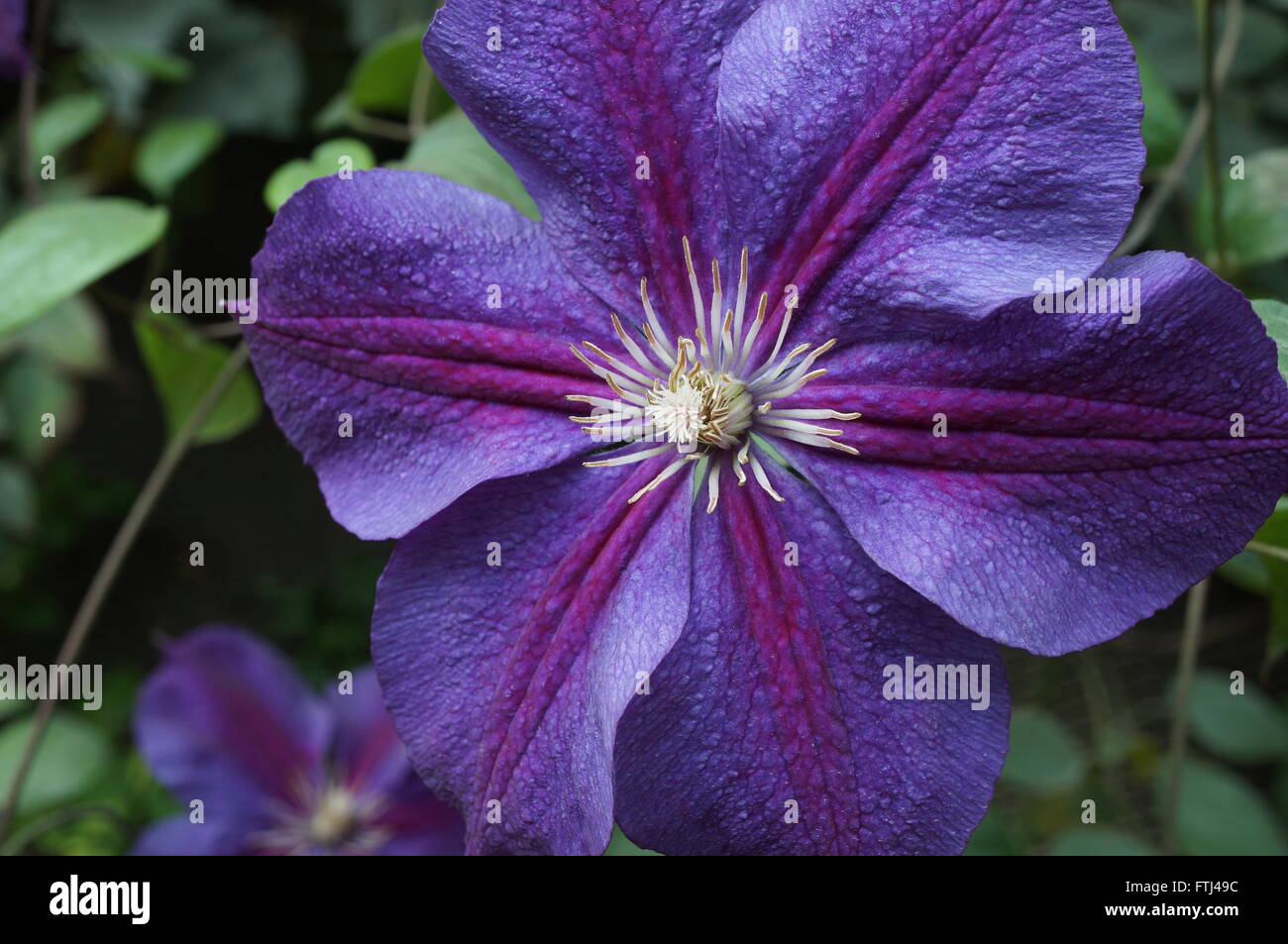 Viola blu singolo clematis fiore con sei petali sulla vite Foto Stock