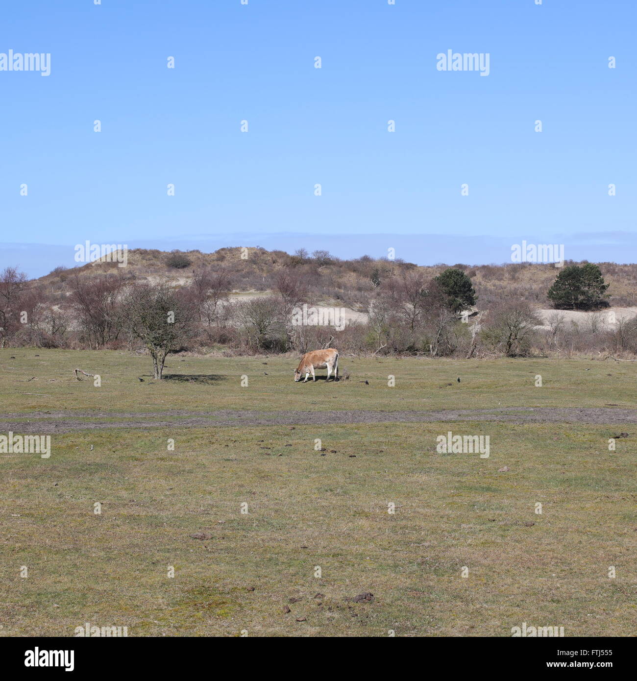 Solitaire mucca in ampia e grande campo, il raccolto di FTJ52M Nieuw-Haamstede Schouwen-Duiveland Zeeland Europa Paesi Bassi Foto Stock