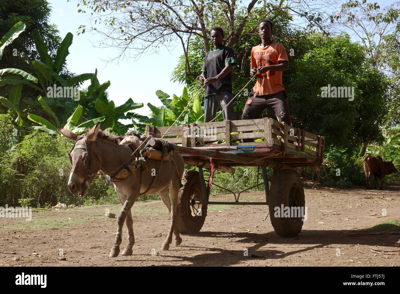 Traino di ragazzi in piedi su un carretto tirato da un asino Foto stock -  Alamy