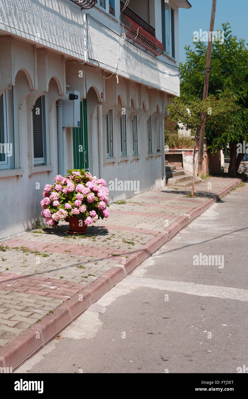 Nizza quick vaso di fiori di colore rosa vicino casa sotto la luce del sole Foto Stock