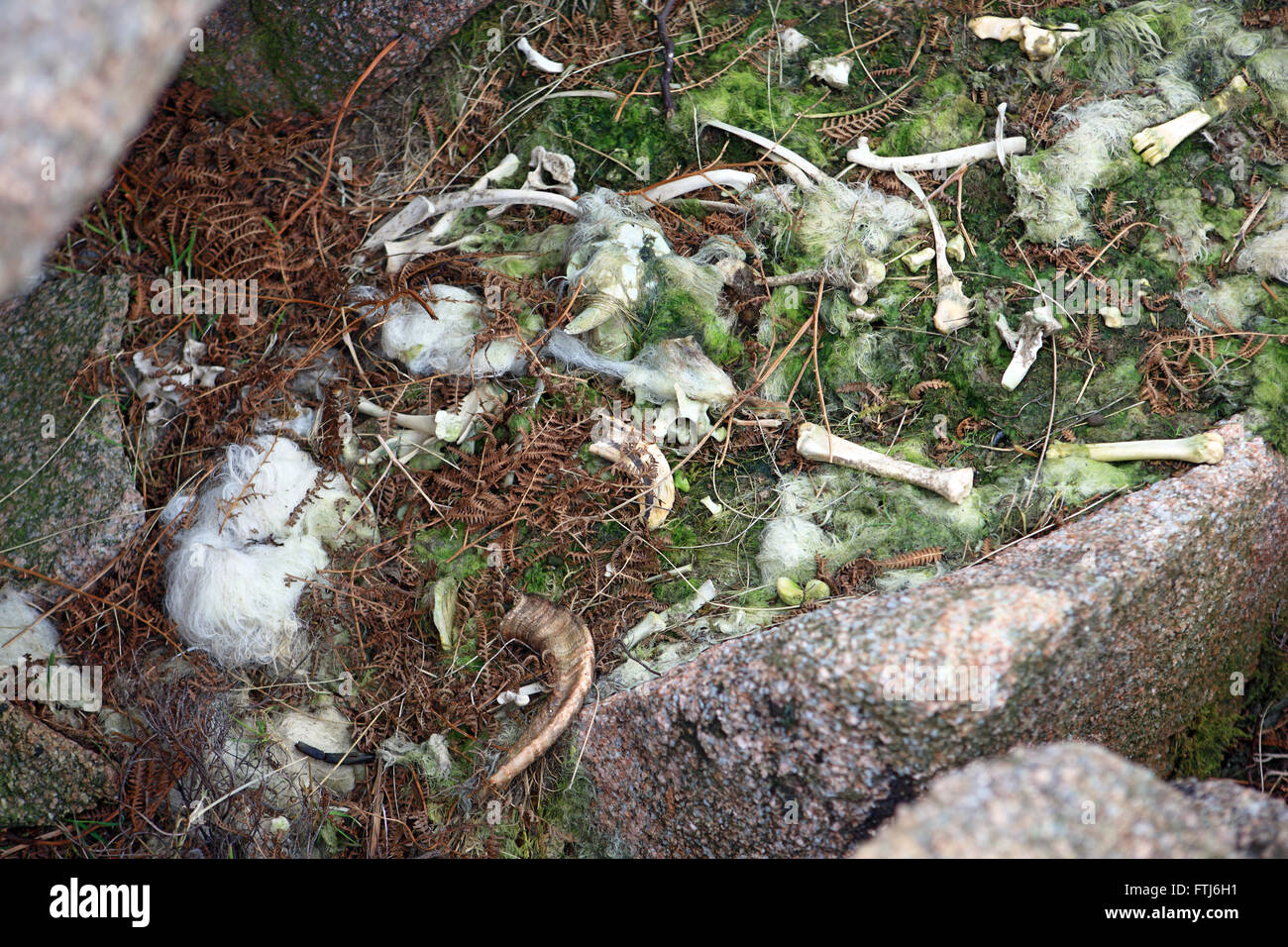 Rimane e le ossa di pecora tra rocce sulla Isle of Mull Foto Stock