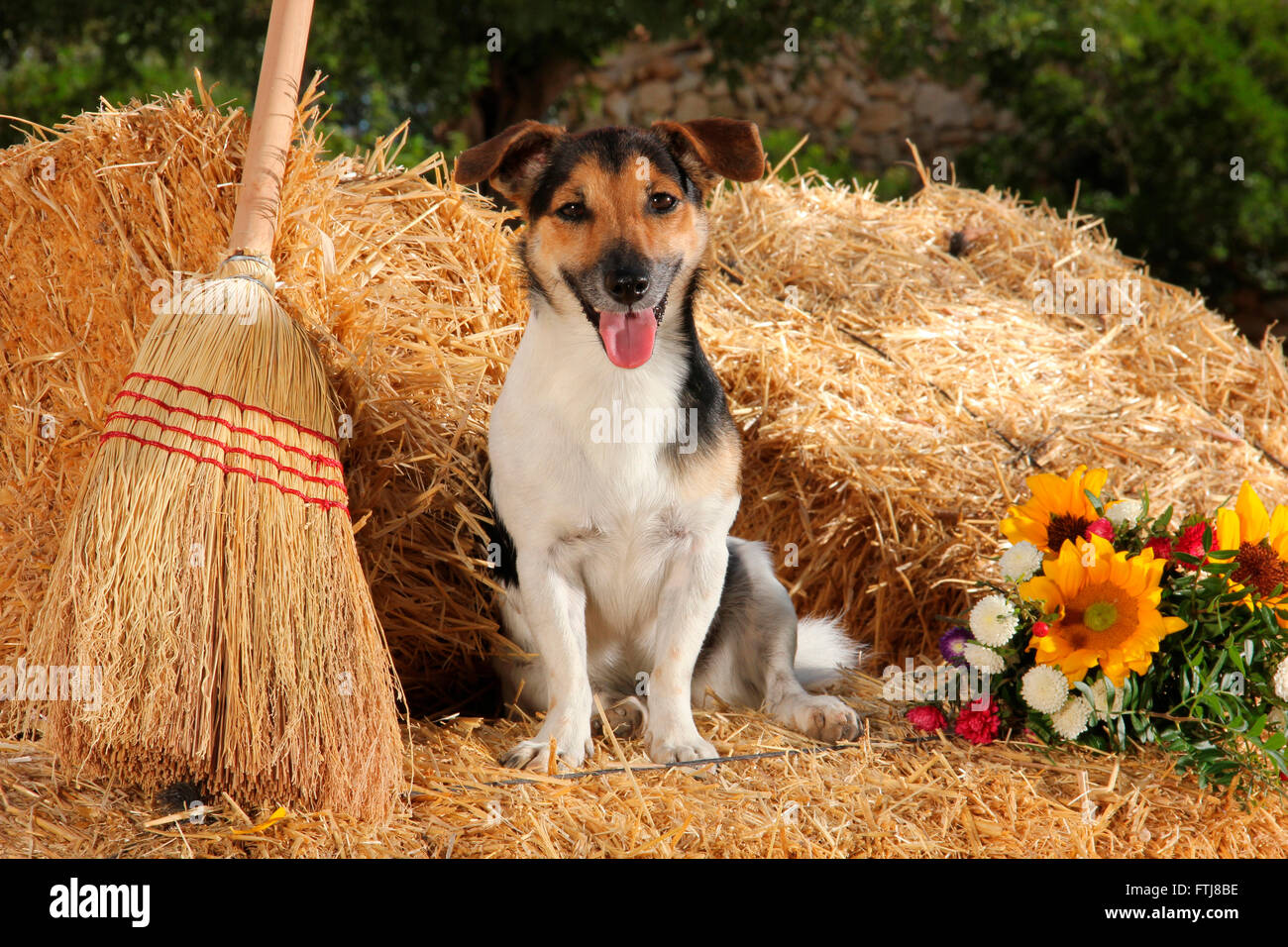 Jack Russell Terrier (1,5 anni) seduti sulla paglia accanto a una scopa. Spagna Foto Stock