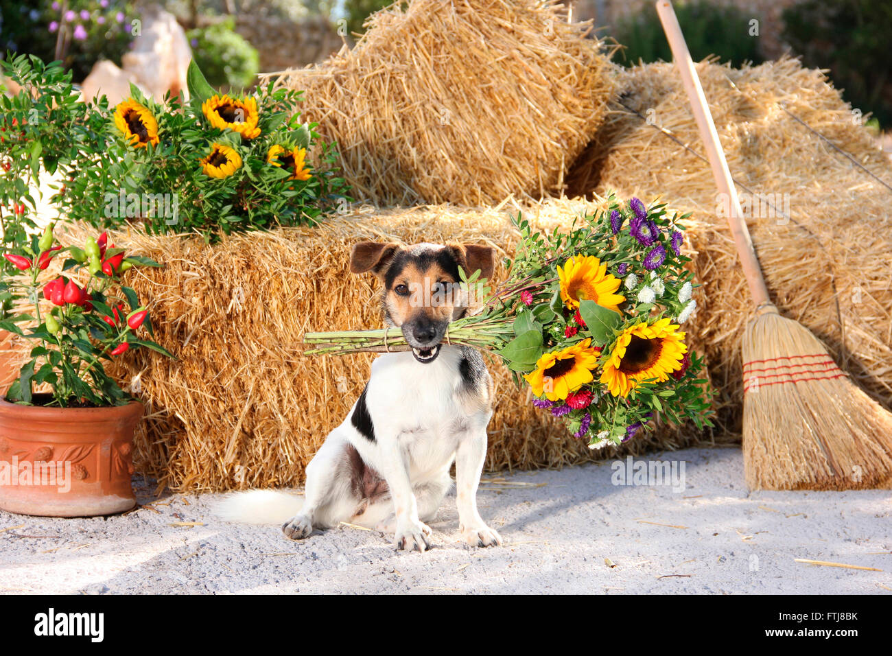 Jack Russell Terrier (1,5 anni) seduto accanto a balle di paglia e una scopa portando un mazzo di fiori nella sua bocca. Spagna Foto Stock