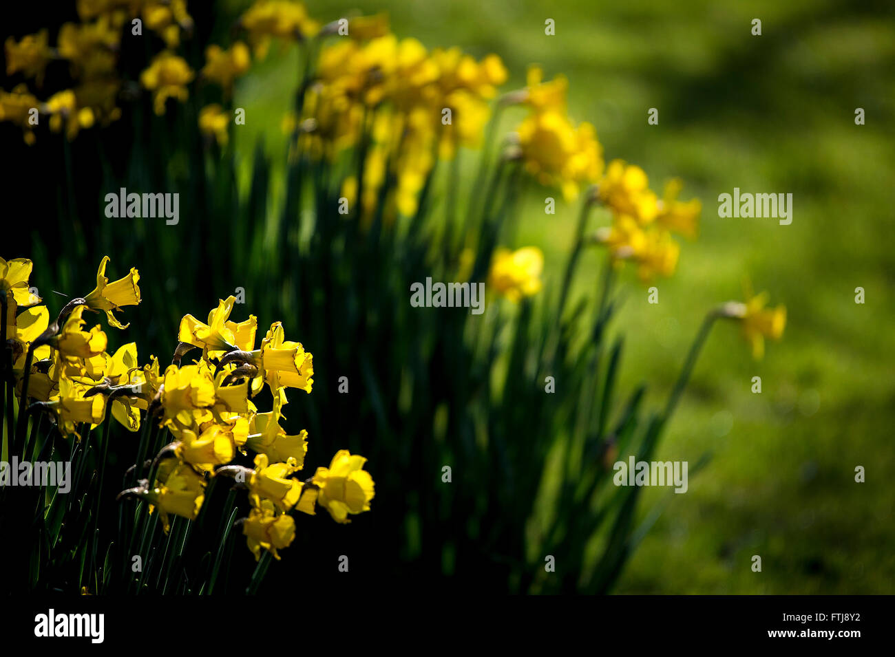 Narcisi. Foto Stock