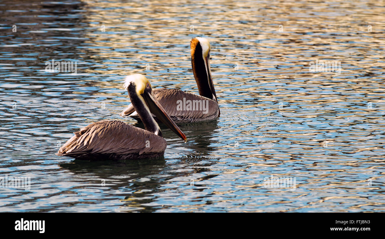 Marrone Pellicano Wild Bird San Diego Bay fauna animale Foto Stock