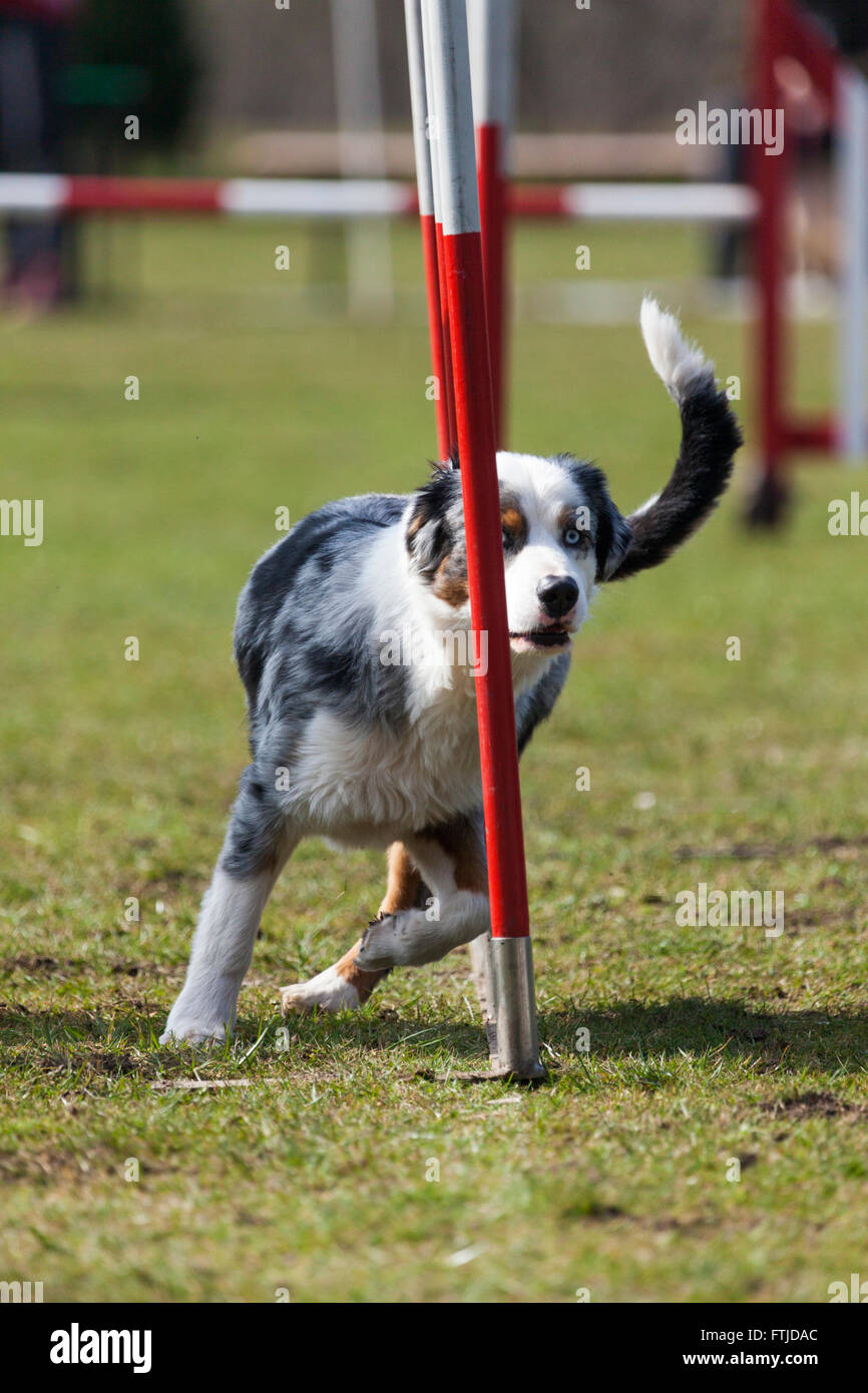 Pastore australiano cane facendo slalom sulla agilità corso Foto Stock