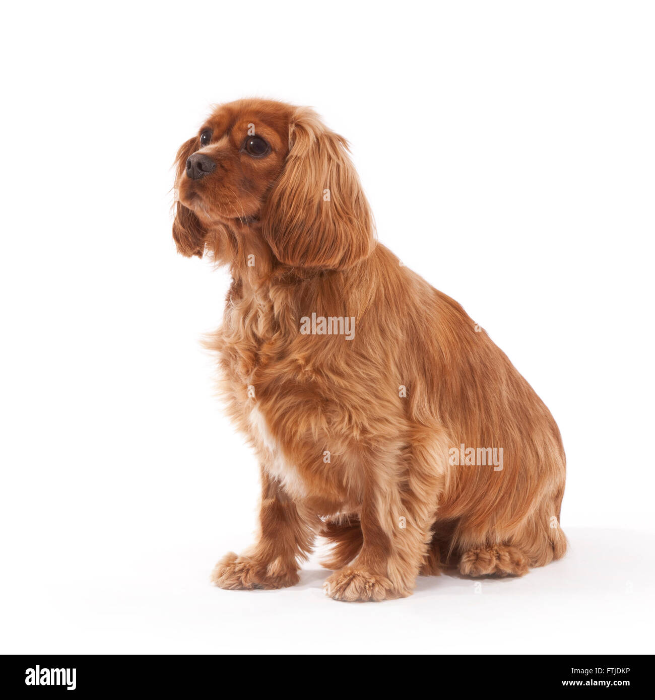 Cavalier King Charles Spaniel cane di sesso femminile di età compresa tra i diciotto mesi Foto Stock