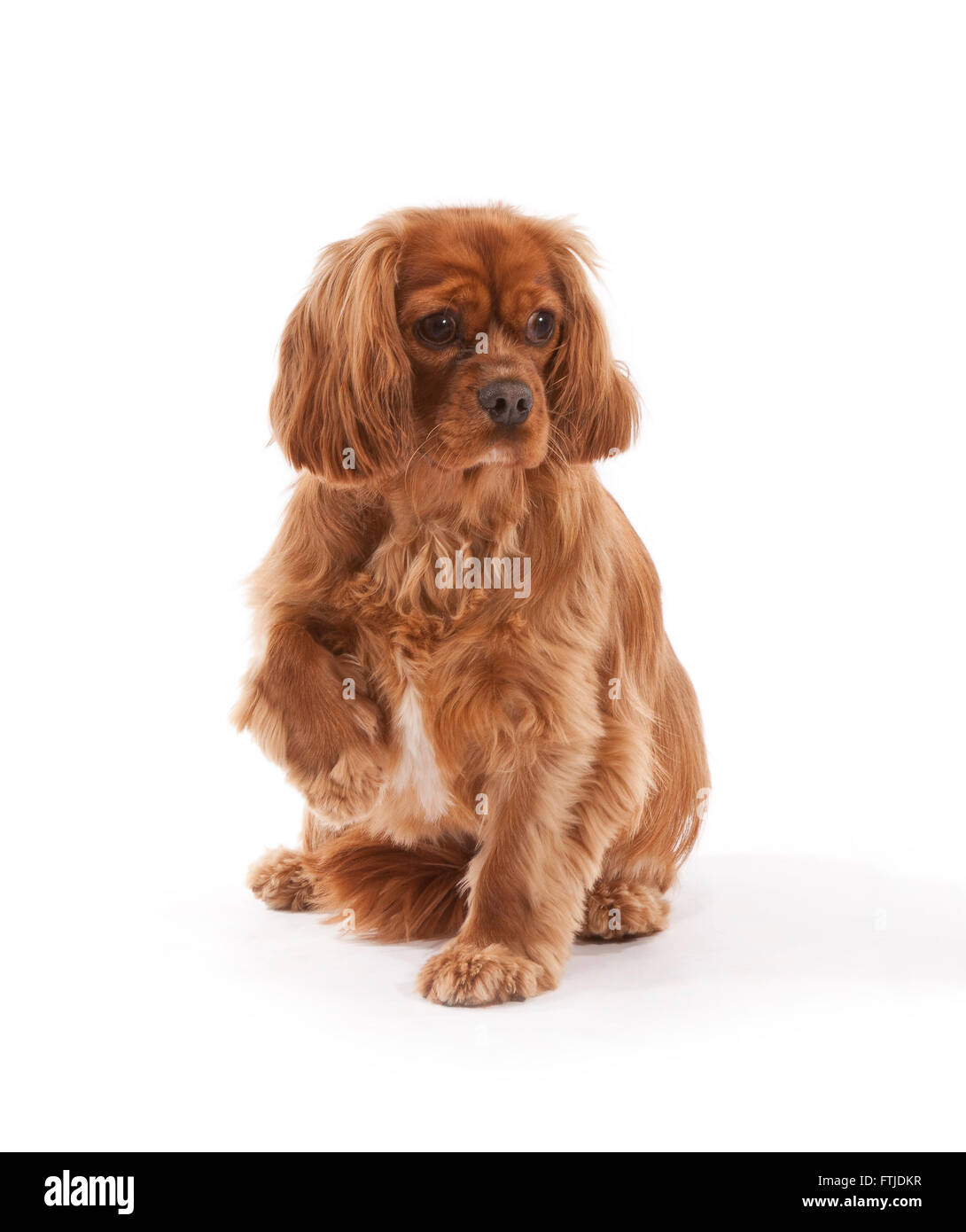 Cavalier King Charles Spaniel cane di età compresa tra i diciotto mesi Foto Stock