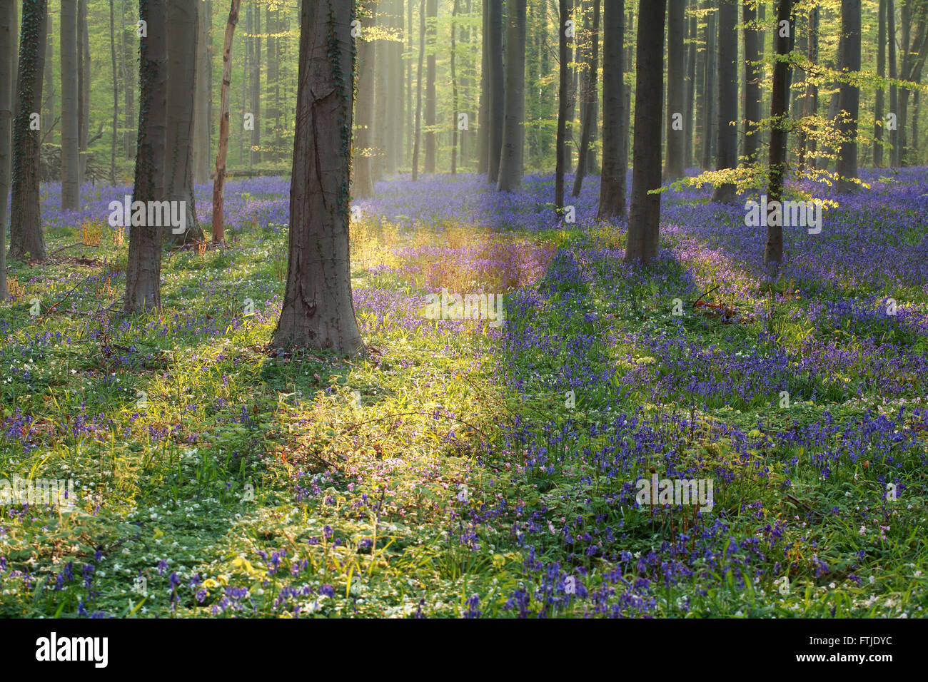 Sunny a fioritura primaverile foresta, Hallerbos, Belgio Foto Stock