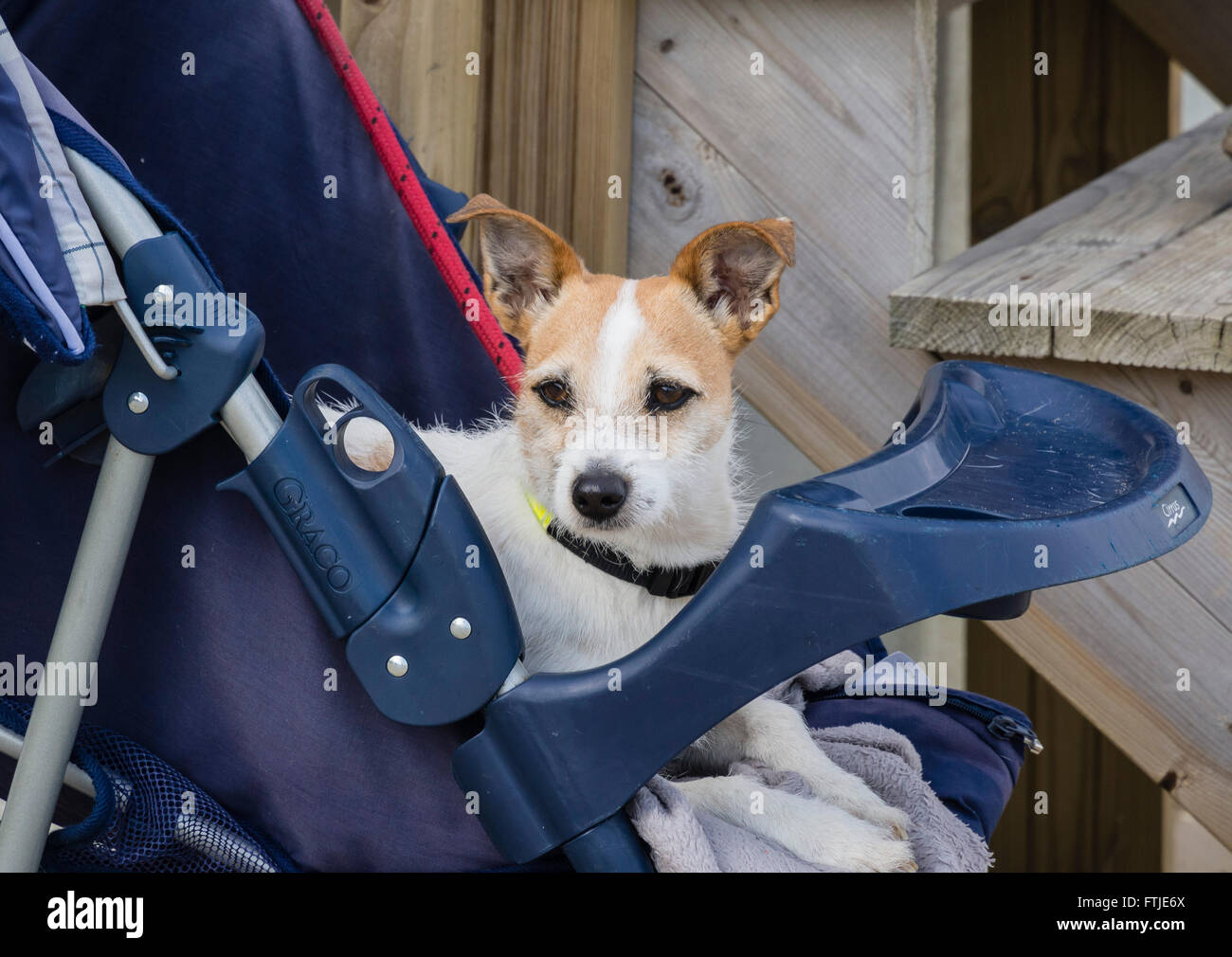 Un piccolo cane, Jack Russell Terrier, appoggiato in una carrozzina al di fuori di una capanna sulla spiaggia, Bournemouth Dorset, England, Regno Unito Foto Stock