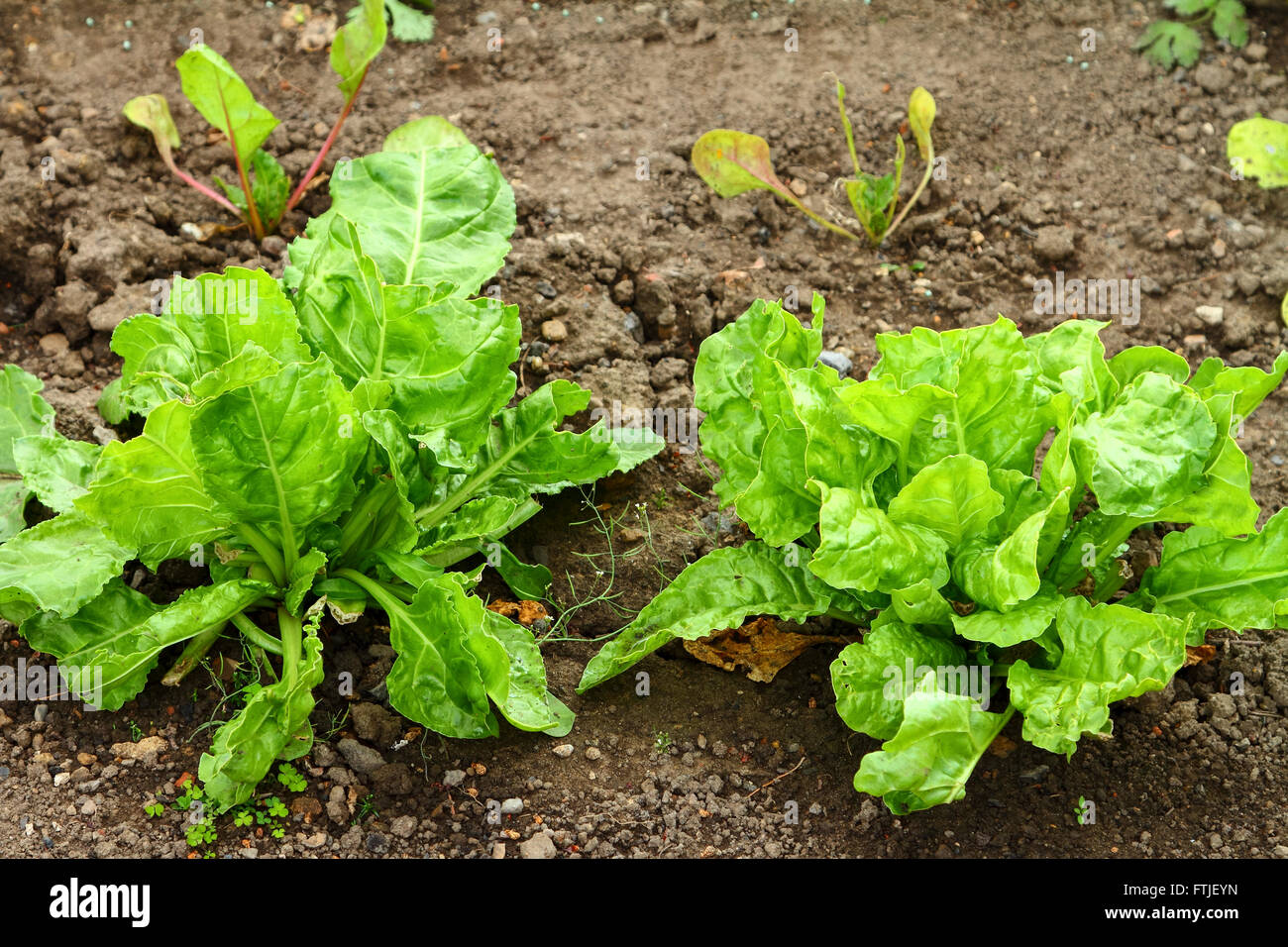 La lattuga in crescita in una trama vegetale Foto Stock