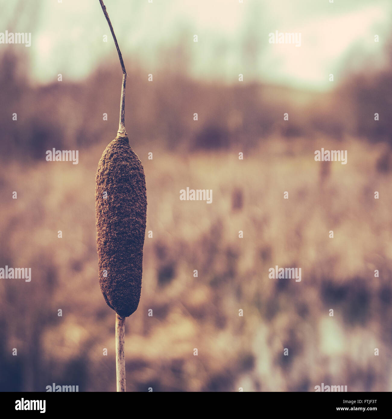 Immagine invernale di un giunco singolo o tifa in una zona umida con spazio di copia Foto Stock