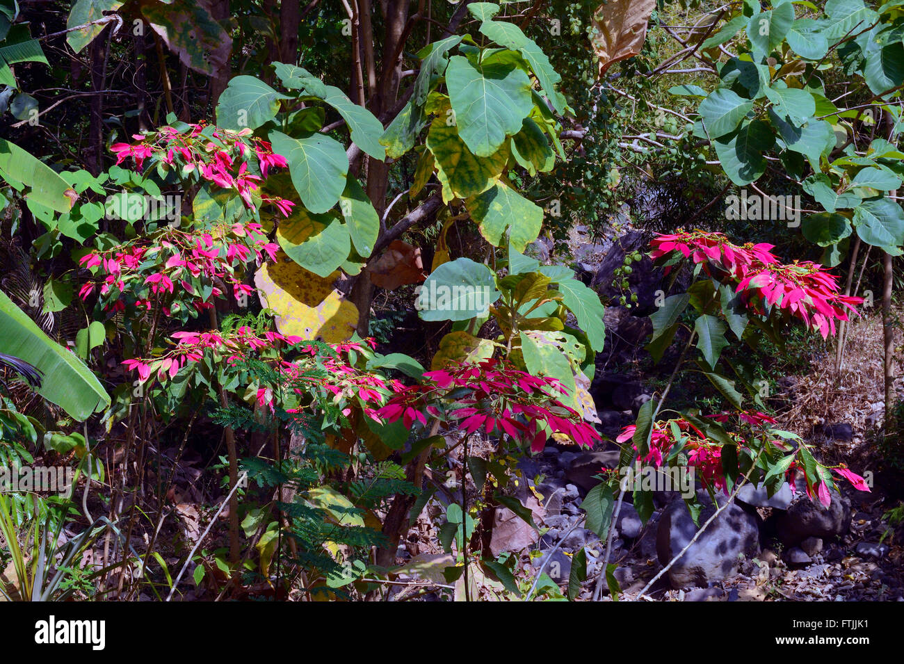 Wilder Weihnachtsstern (Euphorbia pulcherrima), Nordbali, Bali, Indonesien Foto Stock