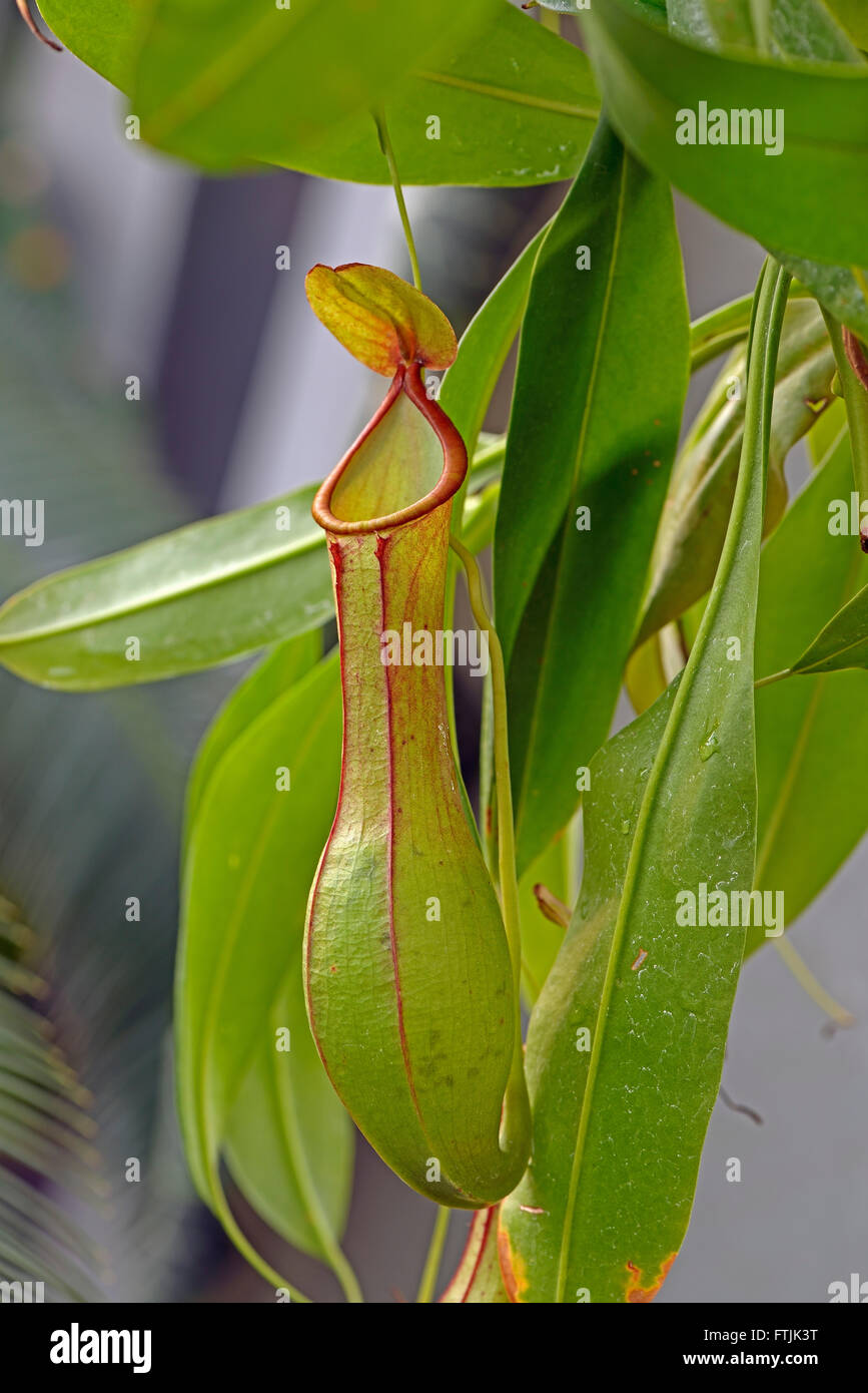 Gefluegelte Kannenpflanze, Nepenthes alata, Phlippinen, Asien Foto Stock