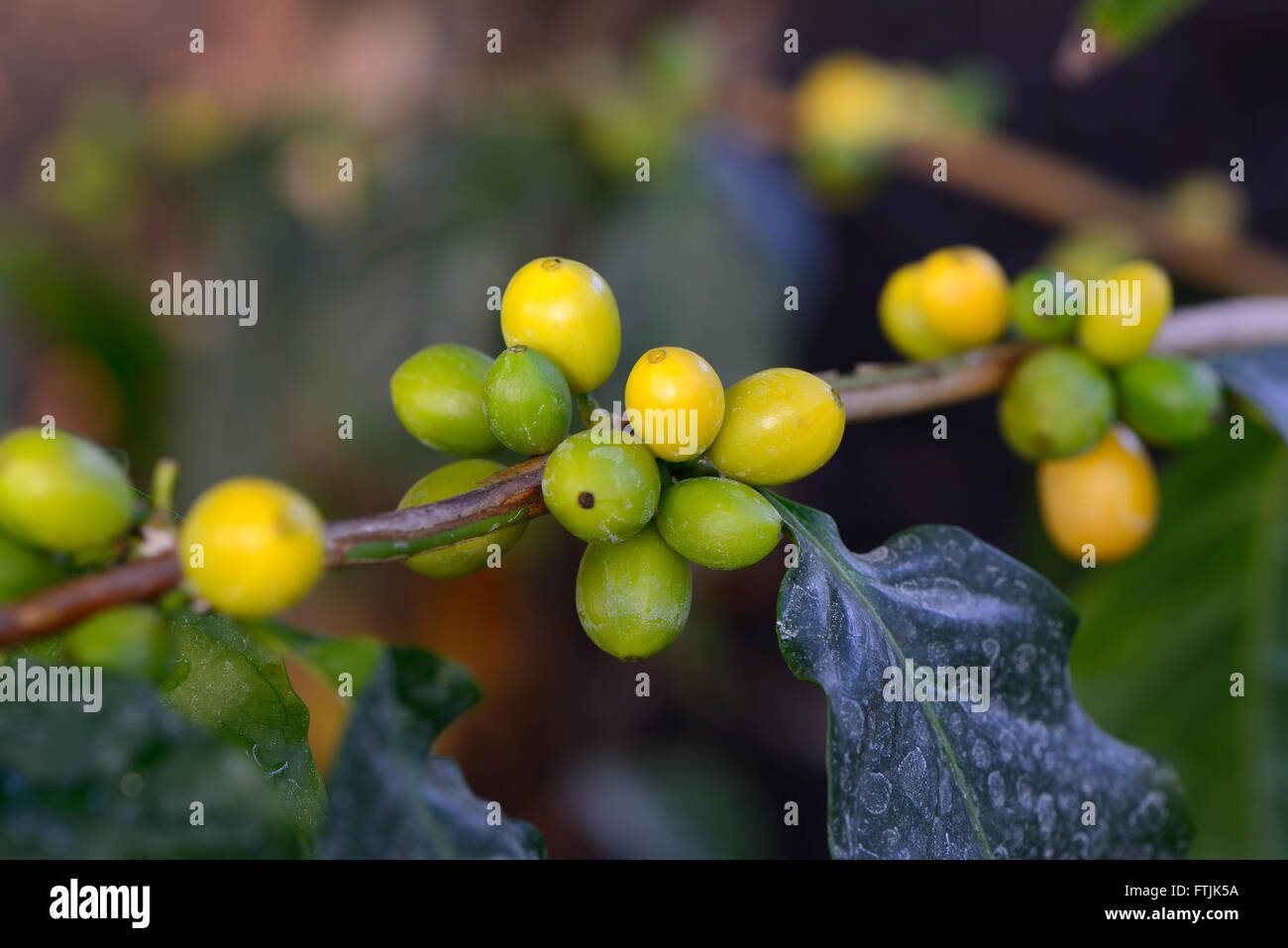 Afrikanischer Kaffee, Coffea Stenophylla, Westafrika Foto Stock