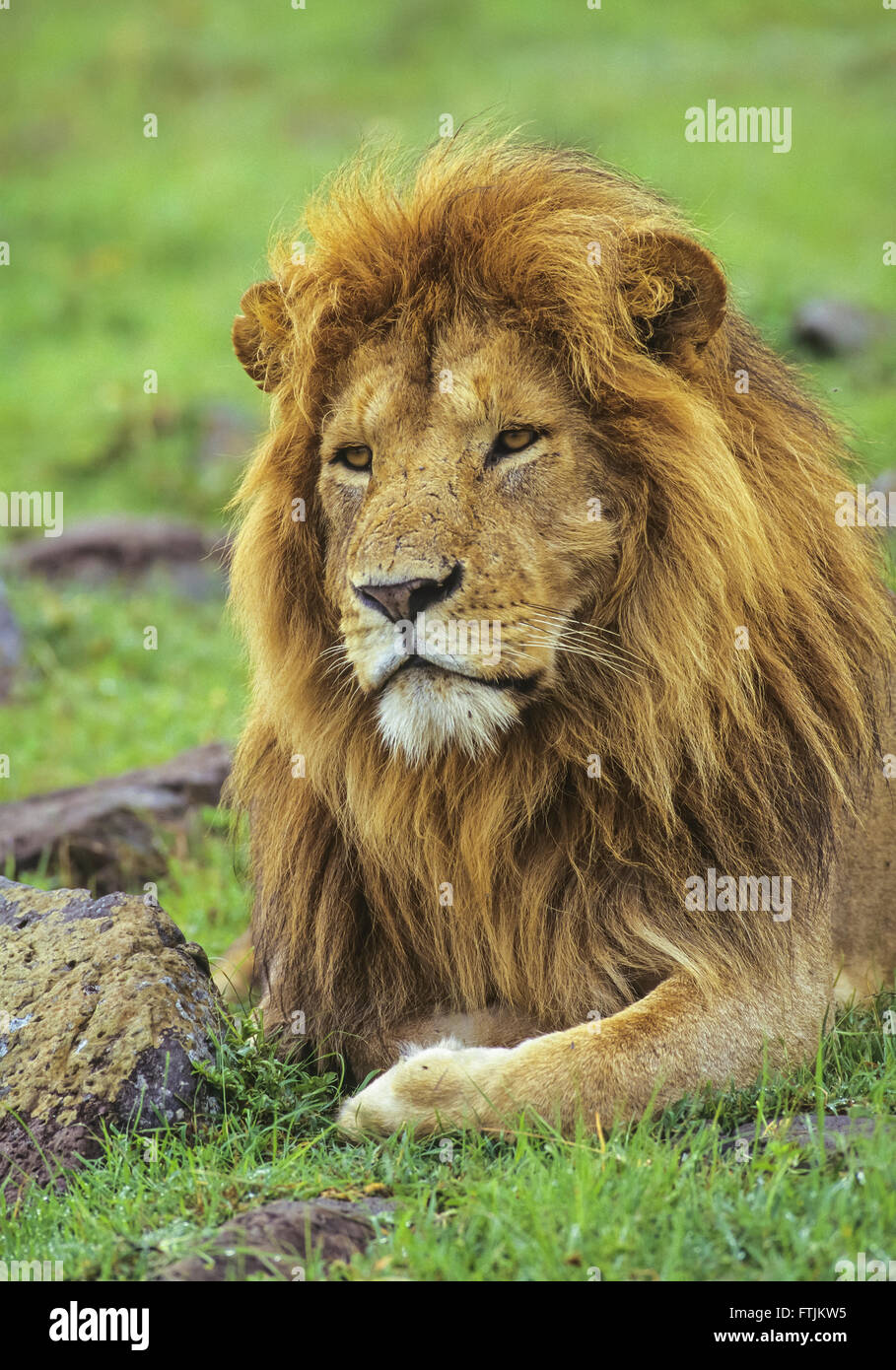 African Lion maschio ritratto Foto Stock