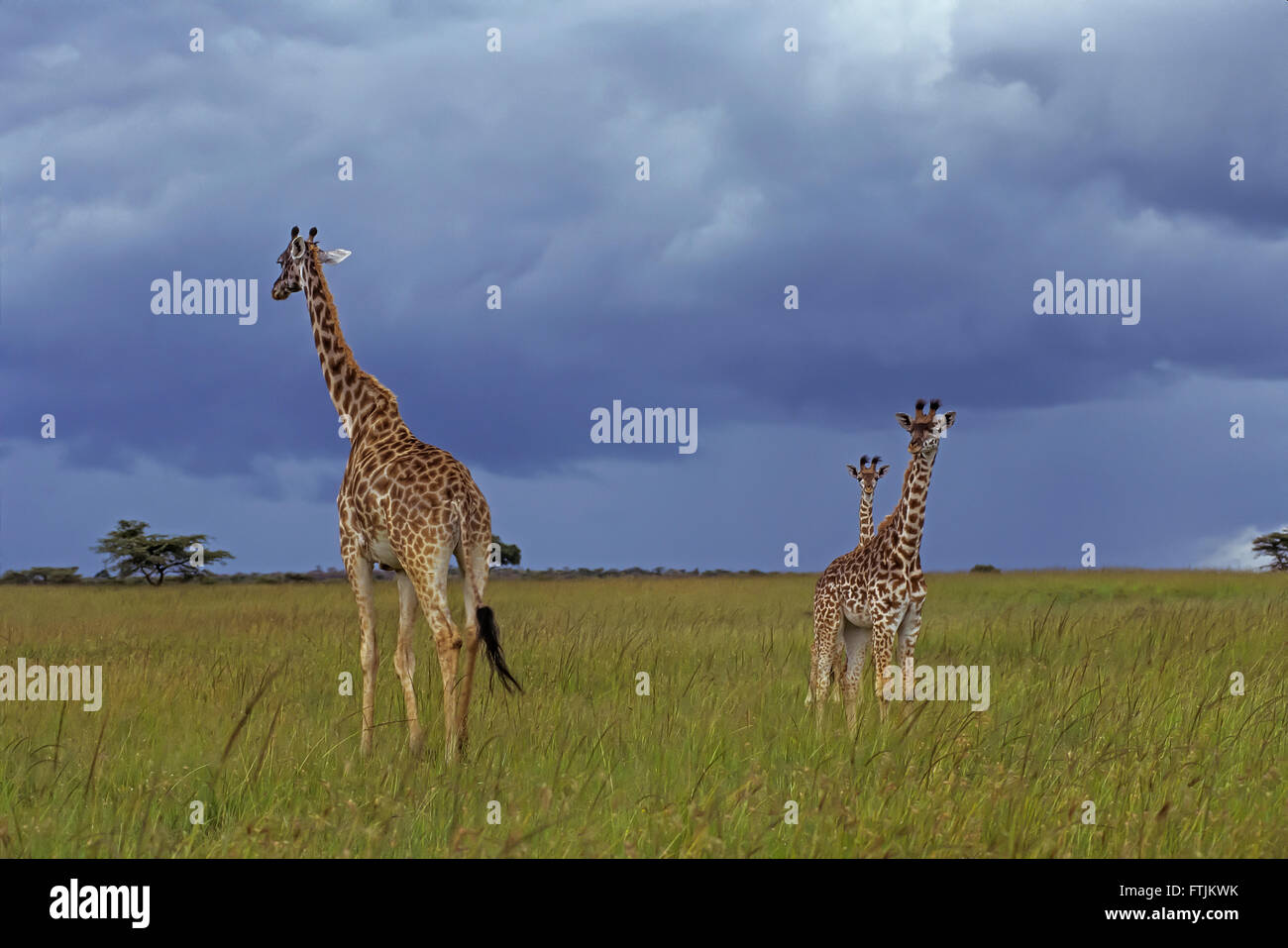 Masai Giraffe famiglia nella tempesta di avvicinamento Foto Stock