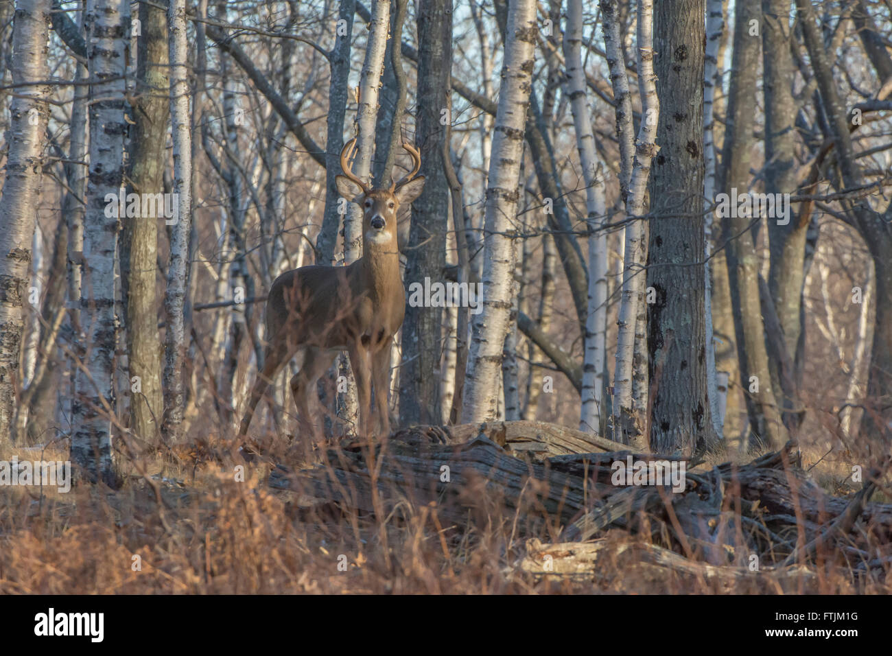 White-tailed Buck muovendosi attraverso boschi di betulle a sunrise. Parco Nazionale di Acadia, Maine, Stati Uniti d'America. Foto Stock