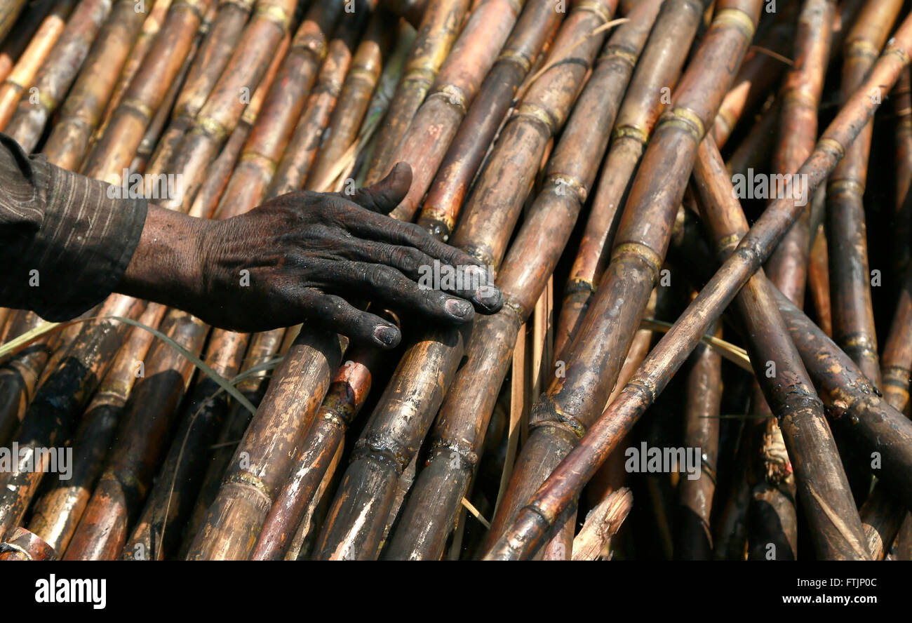 Tacares, Costa Rica. 28 Mar, 2016. Un lavoratore separa la canna da zucchero in una piantagione vicino Tacares, nella provincia di Alajuela, Costa Rica, 28 marzo 2016. Secondo il Cibo ed Organizzazione di Agricoltura (FAO) delle Nazioni Unite, l'agricoltura primaria del Costa Rica si diversifica nel caffè, banane, breve ciclo di colture, all'allevamento per la carne e i prodotti lattiero-caseari, e conti per il 12 percento del prodotto nazionale lordo (PNL). © Kent Gilbert/Xinhua/Alamy Live News Foto Stock