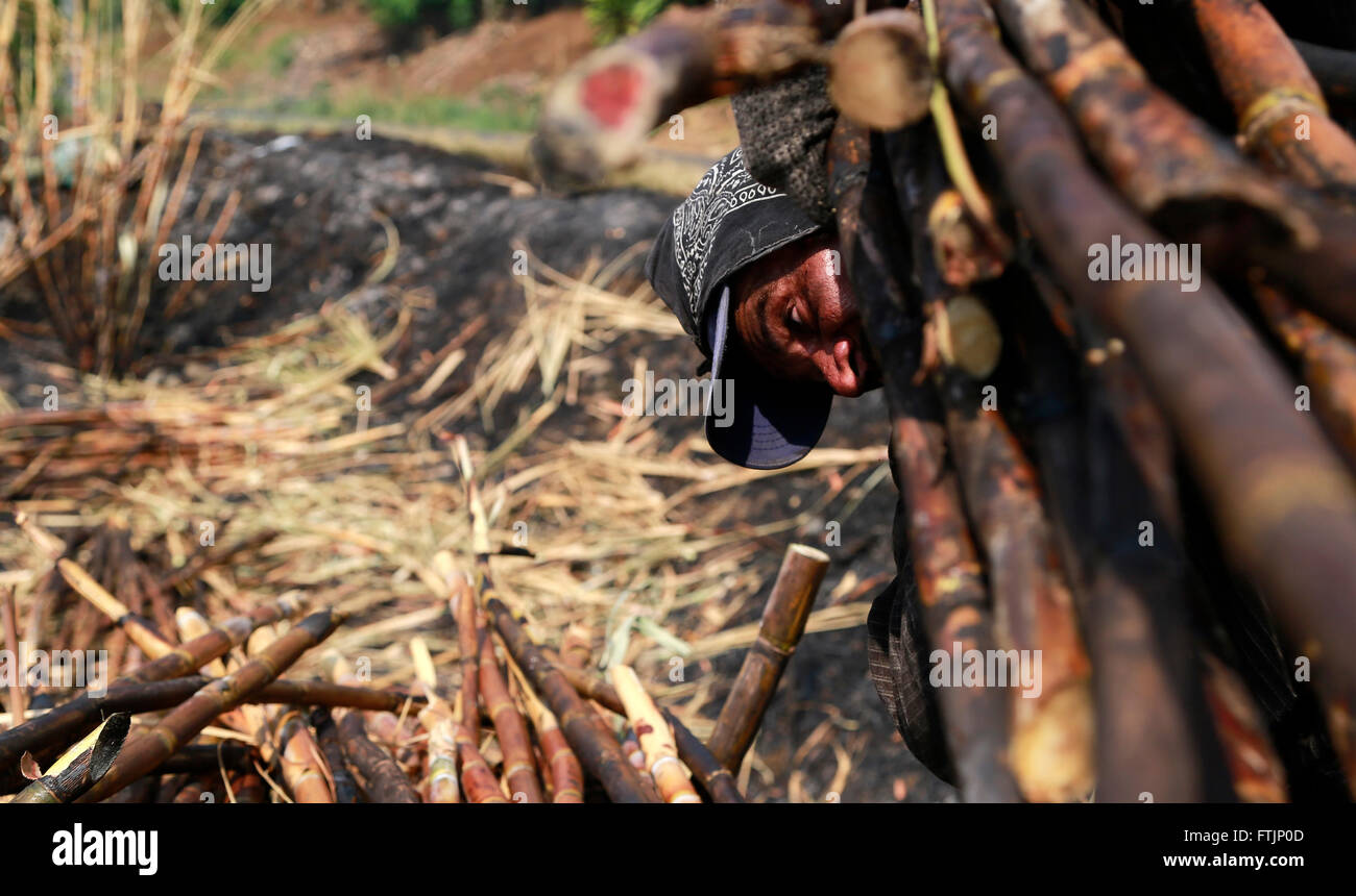 Tacares, Costa Rica. 28 Mar, 2016. Un lavoratore taglia la canna da zucchero in una piantagione vicino Tacares, nella provincia di Alajuela, Costa Rica, 28 marzo 2016. Secondo il Cibo ed Organizzazione di Agricoltura (FAO) delle Nazioni Unite, l'agricoltura primaria del Costa Rica si diversifica nel caffè, banane, breve ciclo di colture, all'allevamento per la carne e i prodotti lattiero-caseari, e conti per il 12 percento del prodotto nazionale lordo (PNL). © Kent Gilbert/Xinhua/Alamy Live News Foto Stock