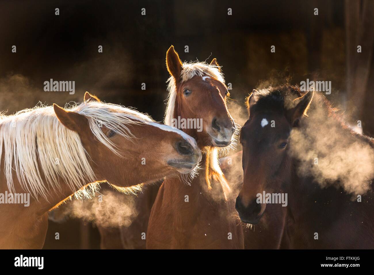 Sud Coldblood tedesco. Tre cavalli sul pascolo, teste di incollaggio insieme. Germania Foto Stock