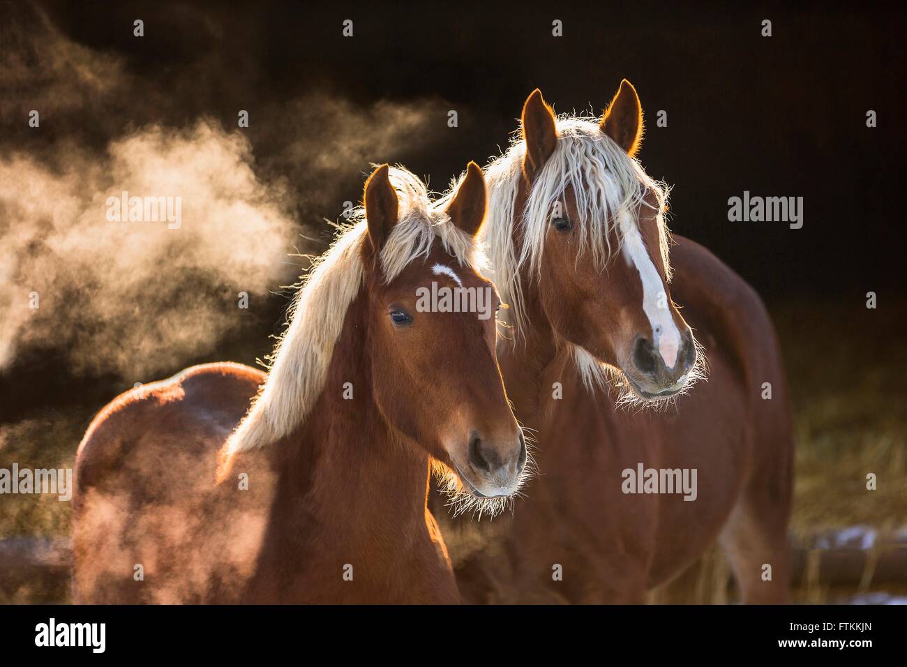 Sud Coldblood tedesco. Ritratto di due giovani mares, mostrando soffio caldo. Germania Foto Stock