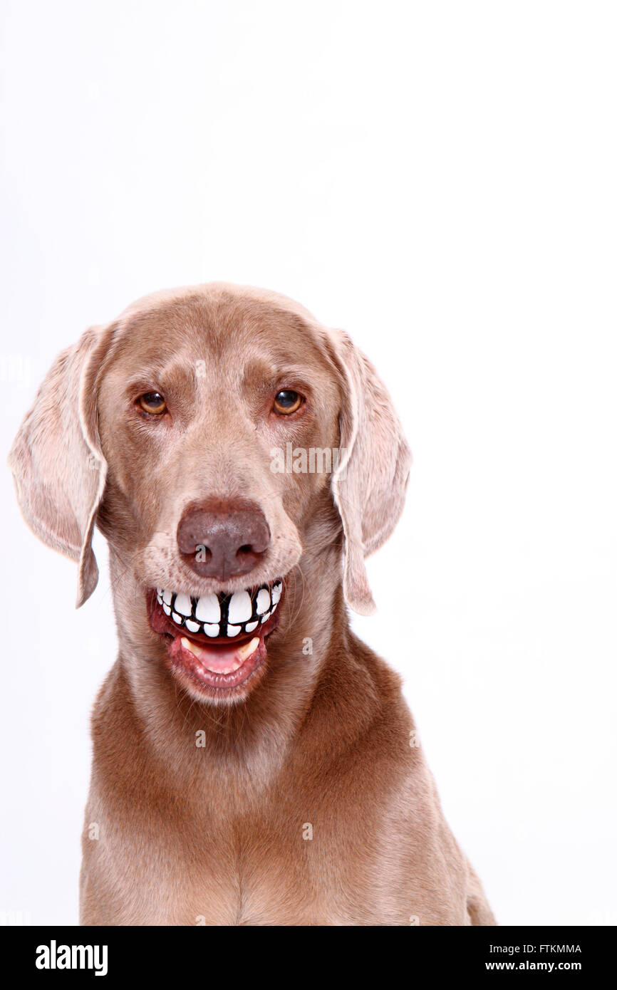 Weimaraner. Ritratto di sesso maschile, con sfera con denti stampa nella sua bocca. Studio Immagine contro uno sfondo bianco. Germania Foto Stock