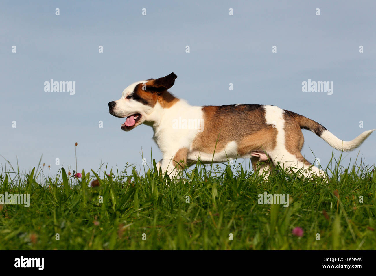 San Bernardo cane. Puppy in esecuzione su un prato. Germania Foto Stock