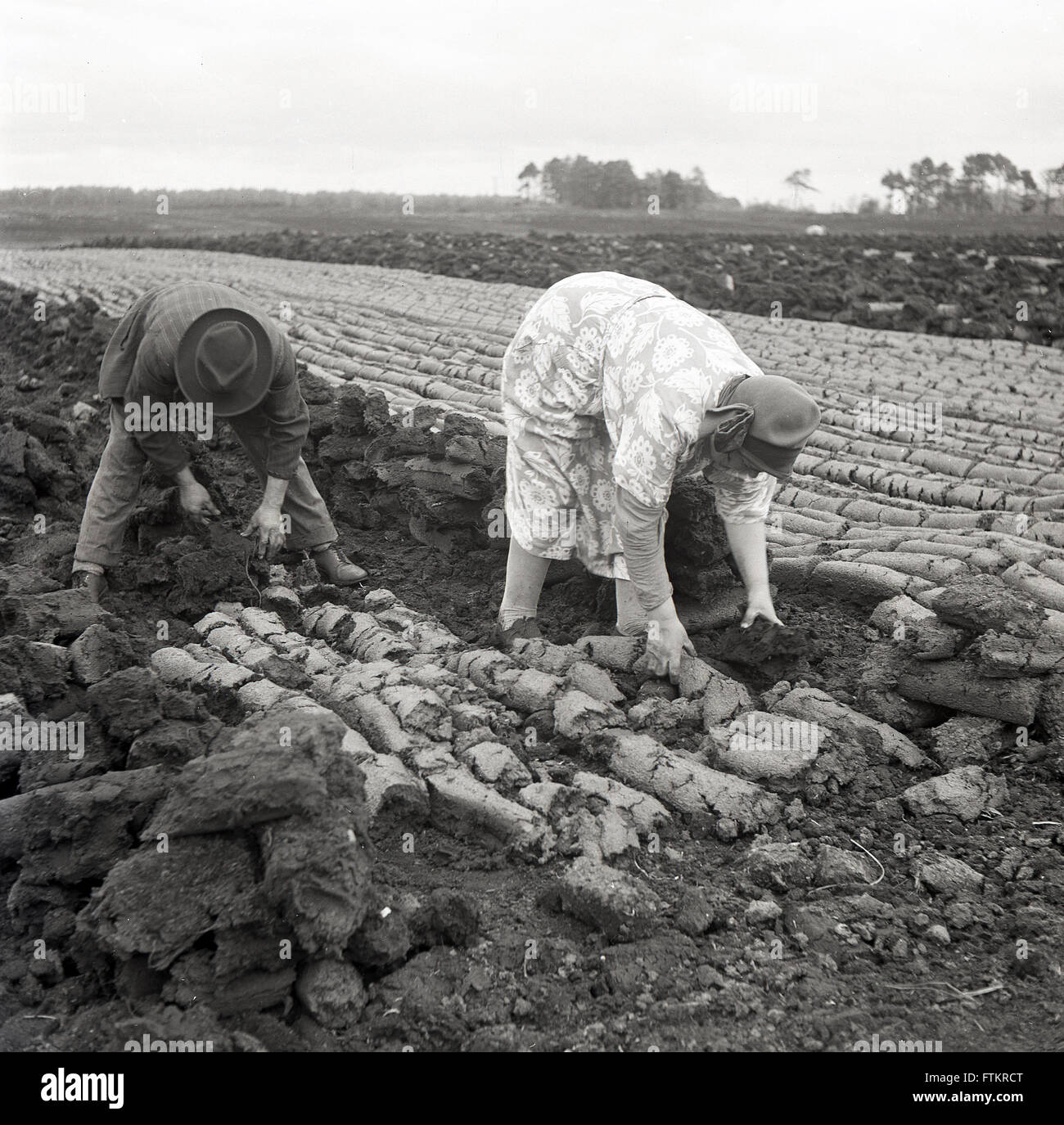 anni '50, lavoro storico e di rottura! Fuori in un campo, una coppia irlandese anziana ha cacciato sopra mentre hanno messo la torba tagliata nelle file per asciugare, Irlanda. La torba o il tappeto erboso è una materia organica che è stata raccolta dalle zone umide o dalle paludi in Irlanda per secoli per essere utilizzata come combustibile per il riscaldamento invernale. Foto Stock