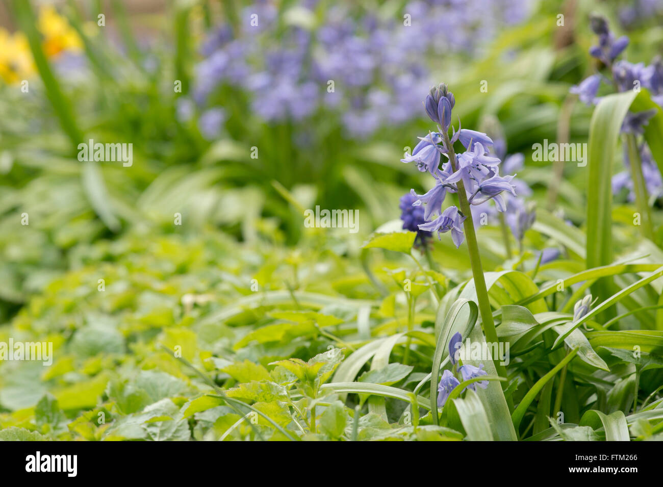 Hyacinthoides hispanica. Bluebells spagnolo in un giardino. Invasiva specie vegetali Foto Stock
