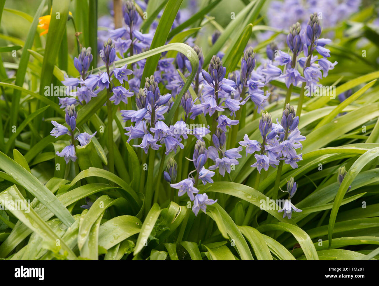 Hyacinthoides hispanica. Bluebells spagnolo in un giardino. Invasiva specie vegetali Foto Stock