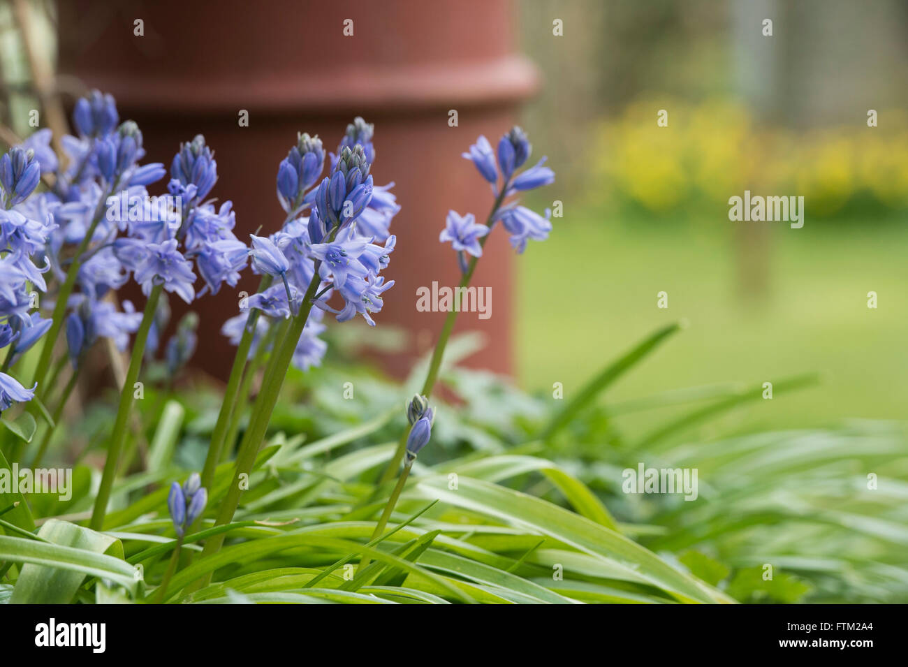 Hyacinthoides hispanica. Bluebells spagnolo in un giardino. Invasiva specie vegetali Foto Stock