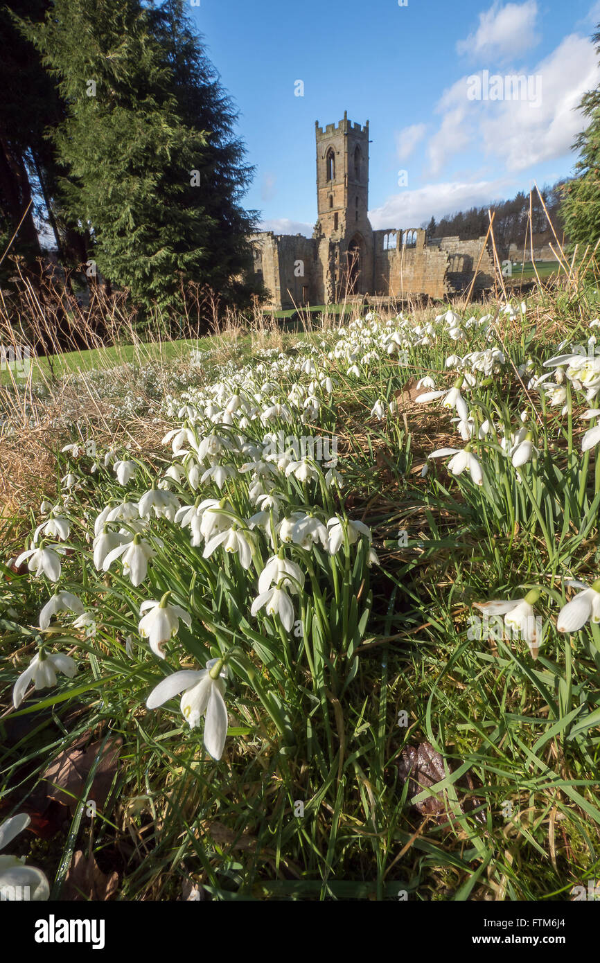 Snowdrop tempo a Mount Grace Priory cavallo di ponte in prossimità di Northallerton, North Yorkshire Foto Stock