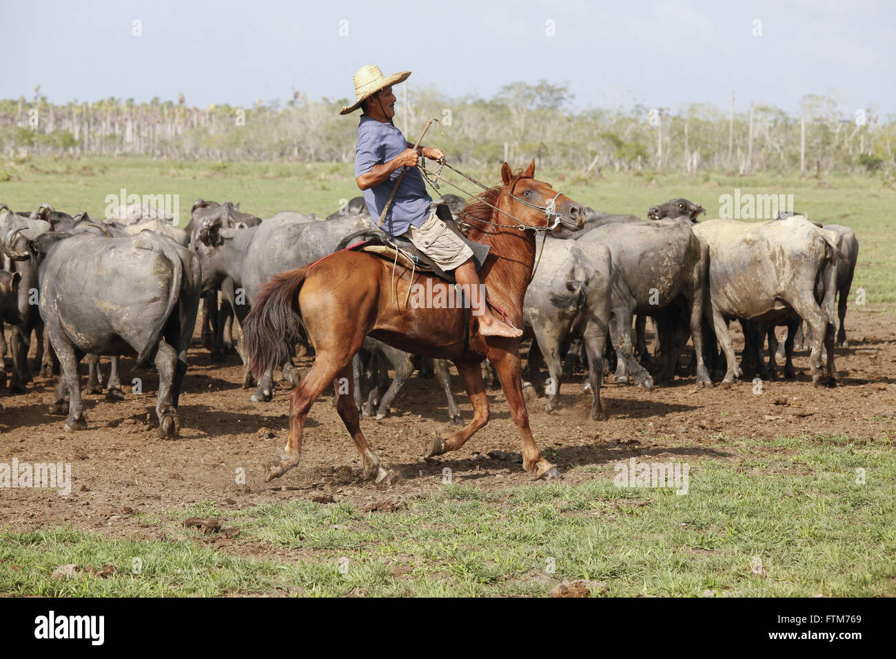 Vaqueiro toca criacao de bufali na Ilha do Marajo Foto Stock