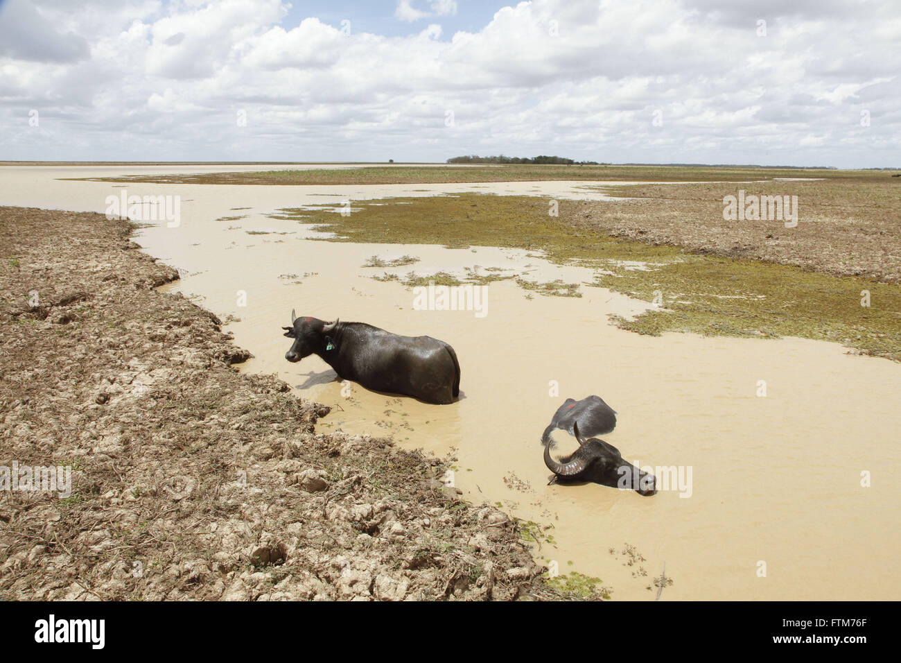 Criacao de bufali na Ilha do Marajo Foto Stock