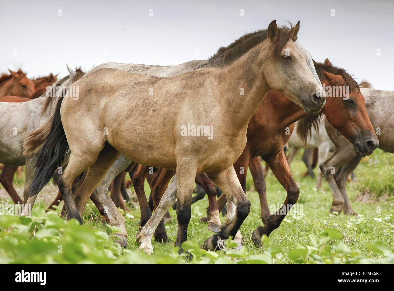 Criacao de cavalos na Ilha do Marajo Foto Stock