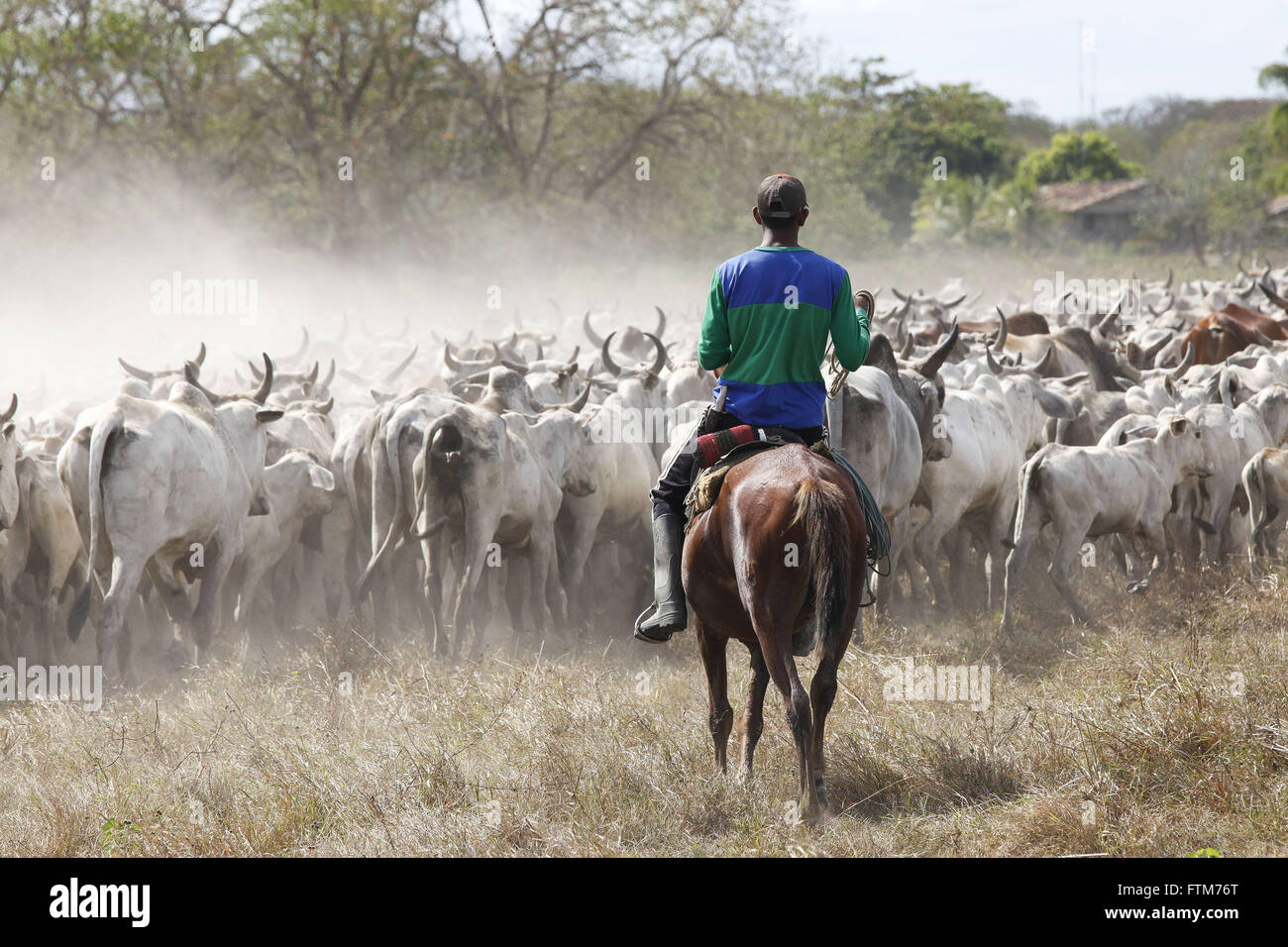 Vaqueiro toca criacao de gado bovino na Ilha do Marajo Foto Stock