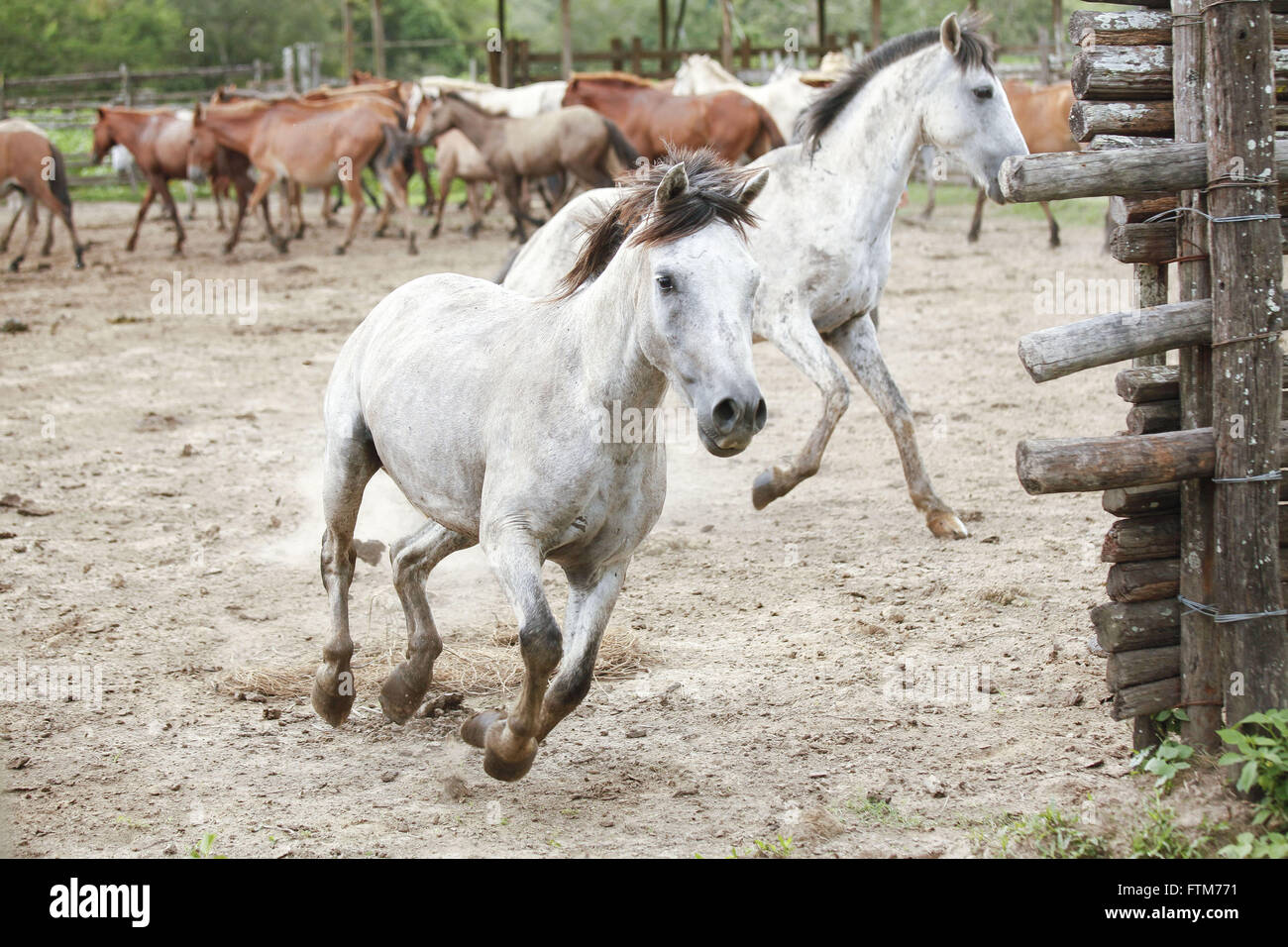 Criacao de cavalos na Ilha do Marajo Foto Stock